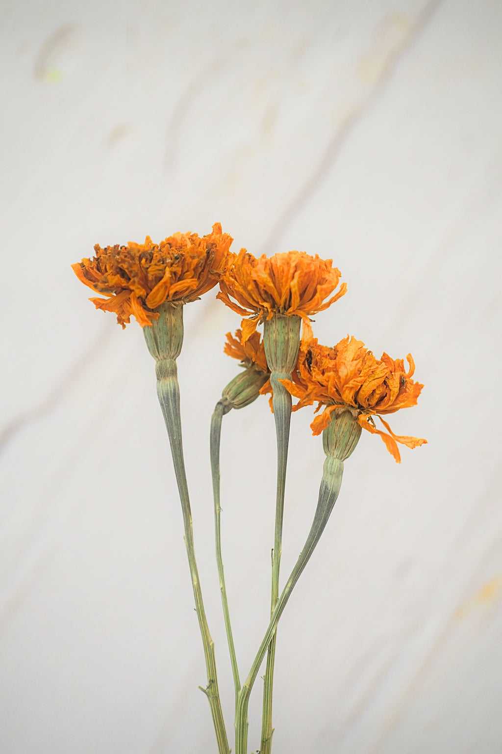Marigold Orange