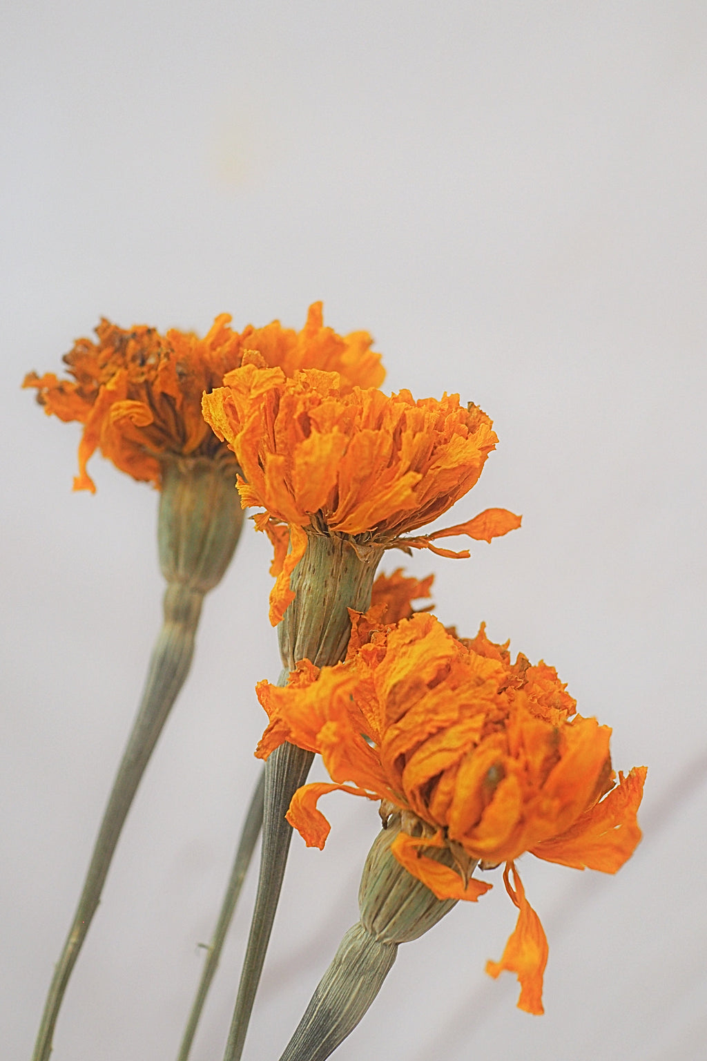 Marigold Orange