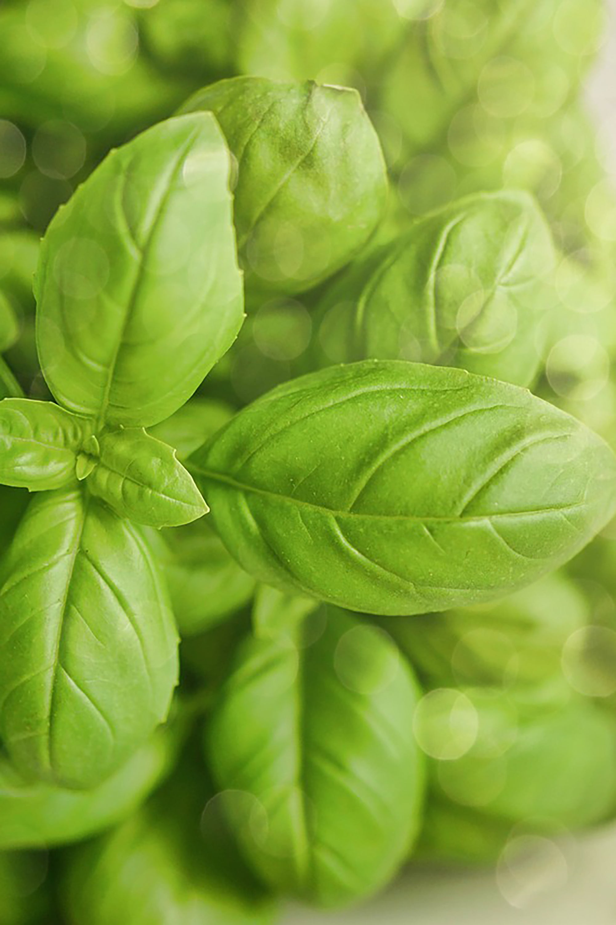 pinard floriculteur paysager aménagement paysager tomates légumes fruits