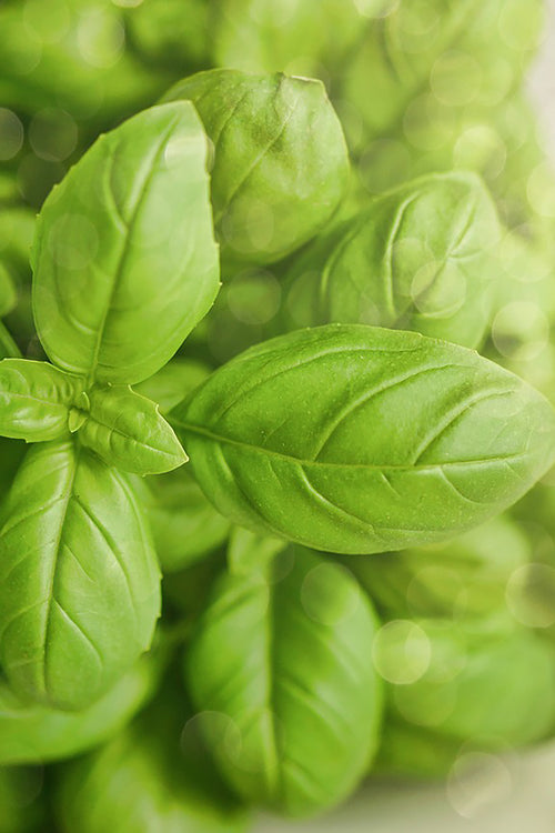 pinard floriculteur paysager aménagement paysager tomates légumes fruits