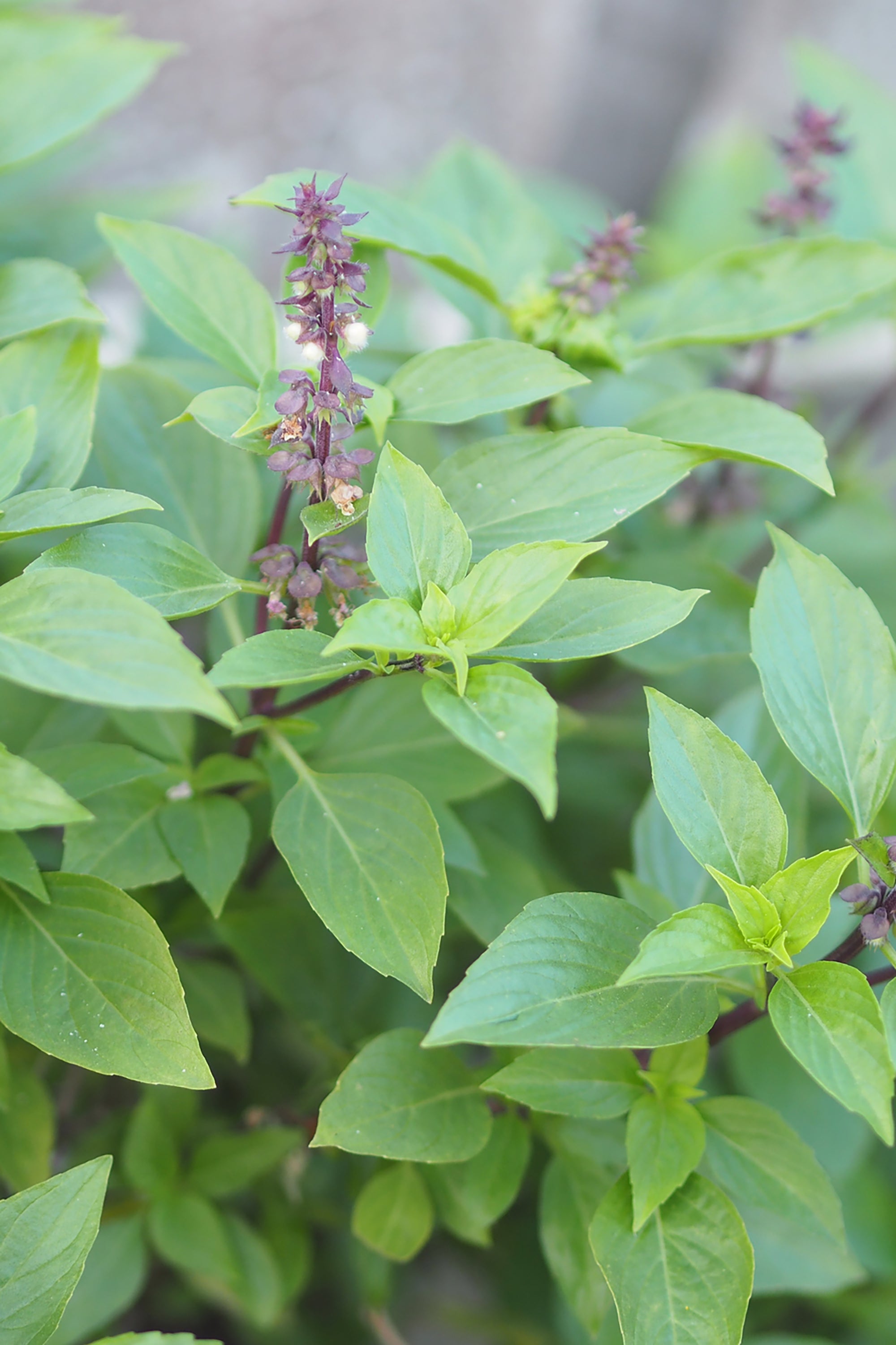 pinard floriculteur paysager aménagement paysager tomates légumes fruits