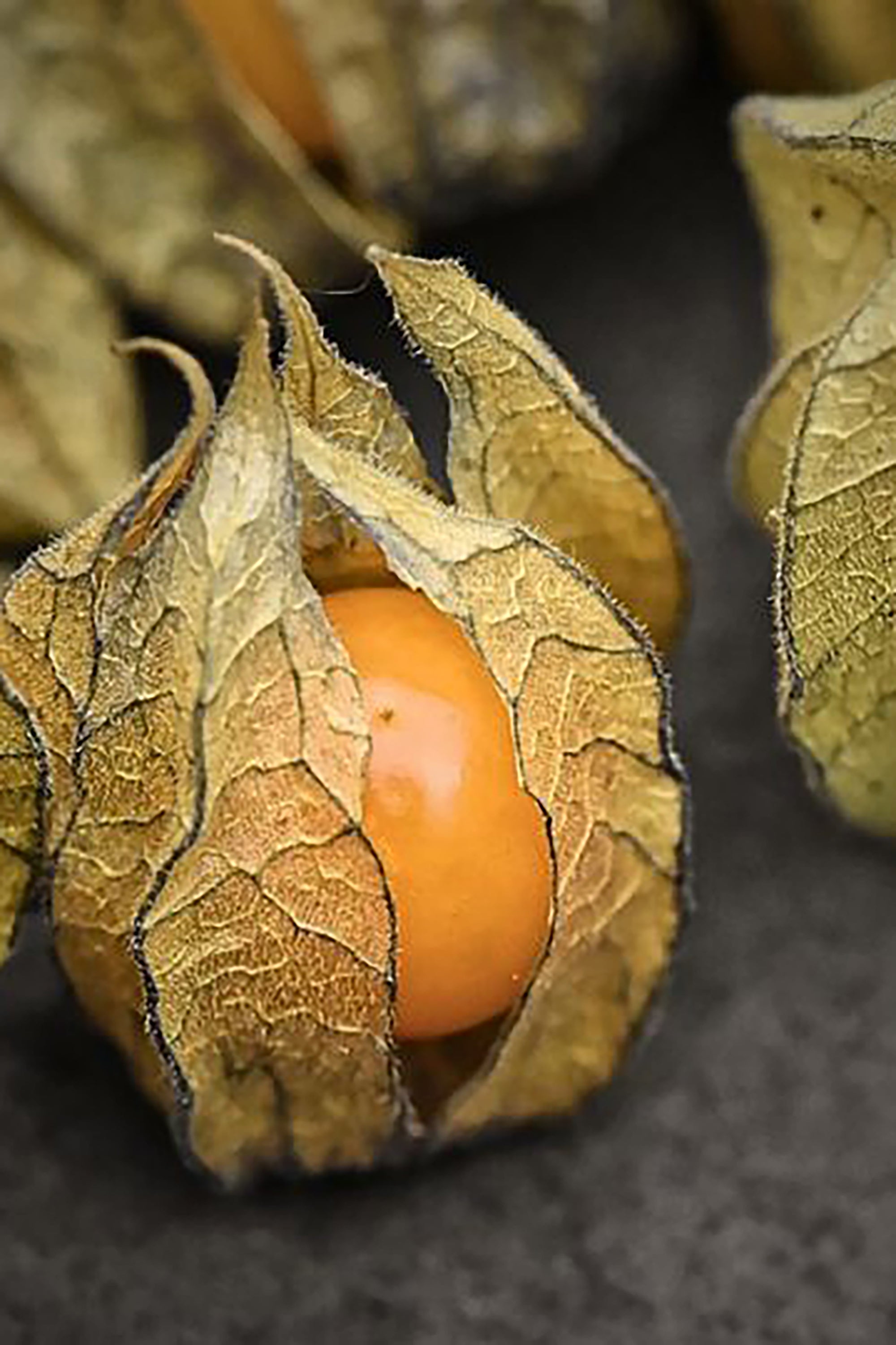pinard floriculteur paysager aménagement paysager tomates légumes fruits