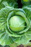 pinard floriculteur paysager aménagement paysager tomates légumes fruits