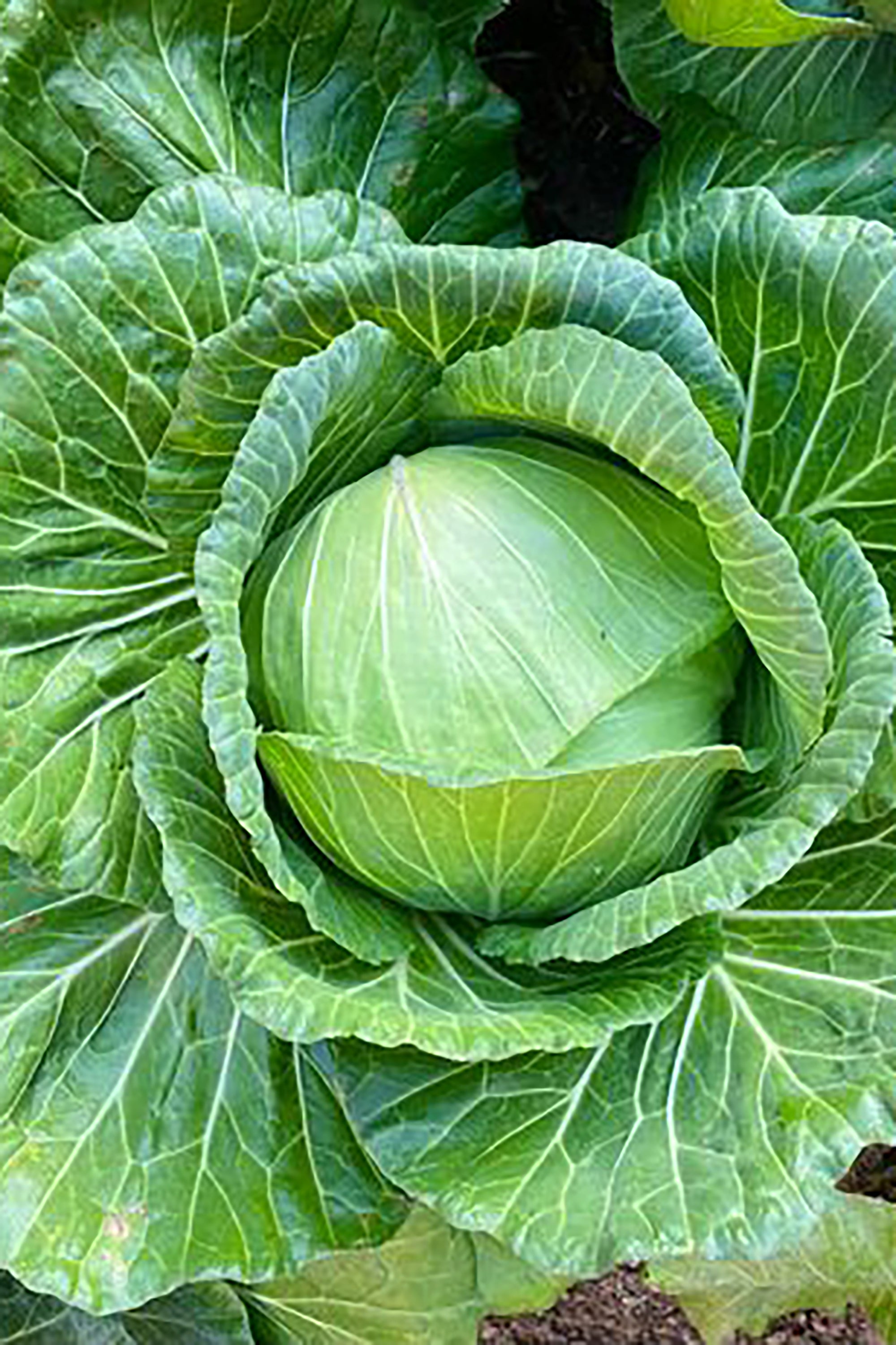 pinard floriculteur paysager aménagement paysager tomates légumes fruits