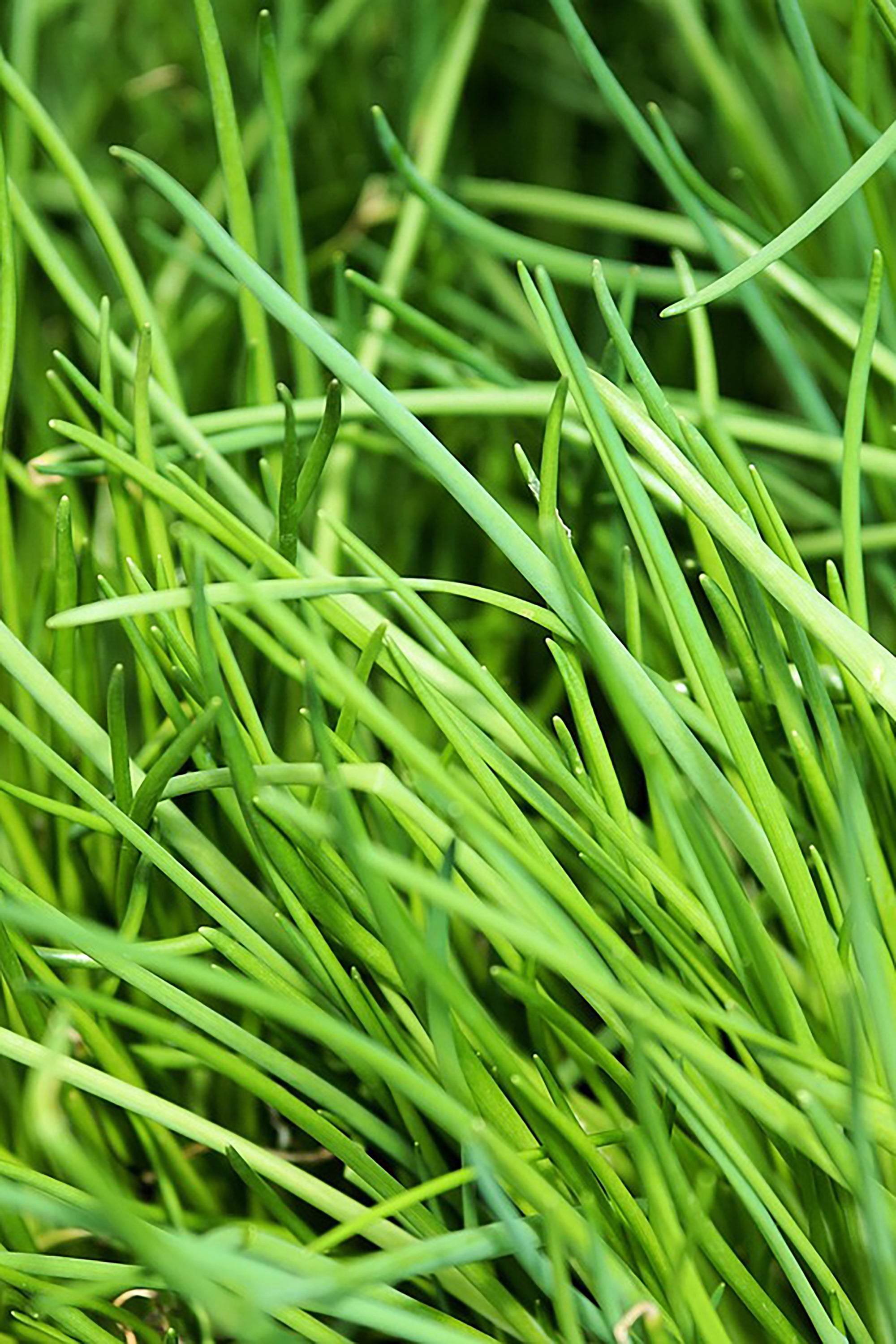 pinard floriculteur paysager aménagement paysager tomates légumes fruits