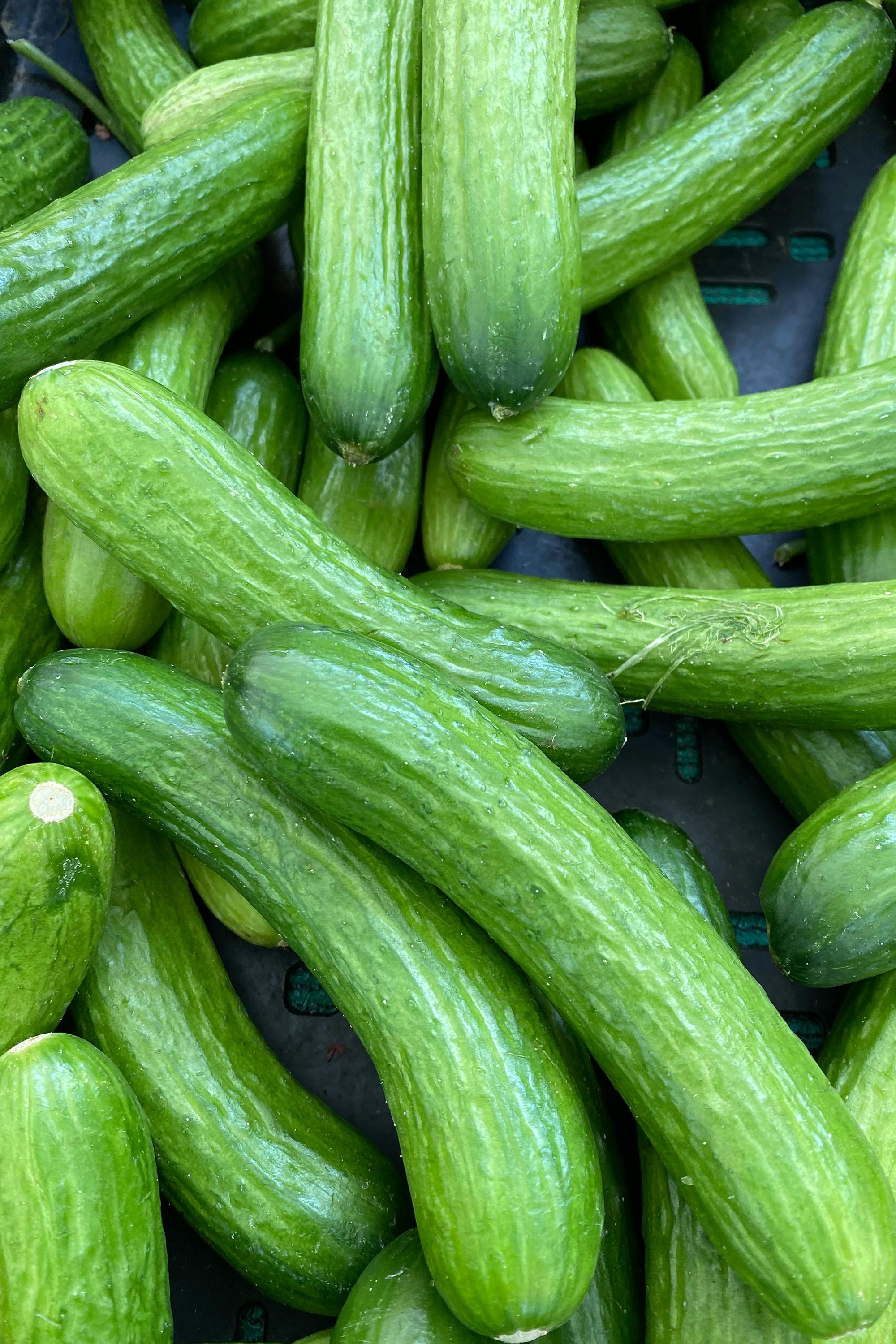 pinard floriculteur paysager aménagement paysager tomates légumes fruits