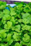 pinard floriculteur paysager aménagement paysager tomates légumes fruits