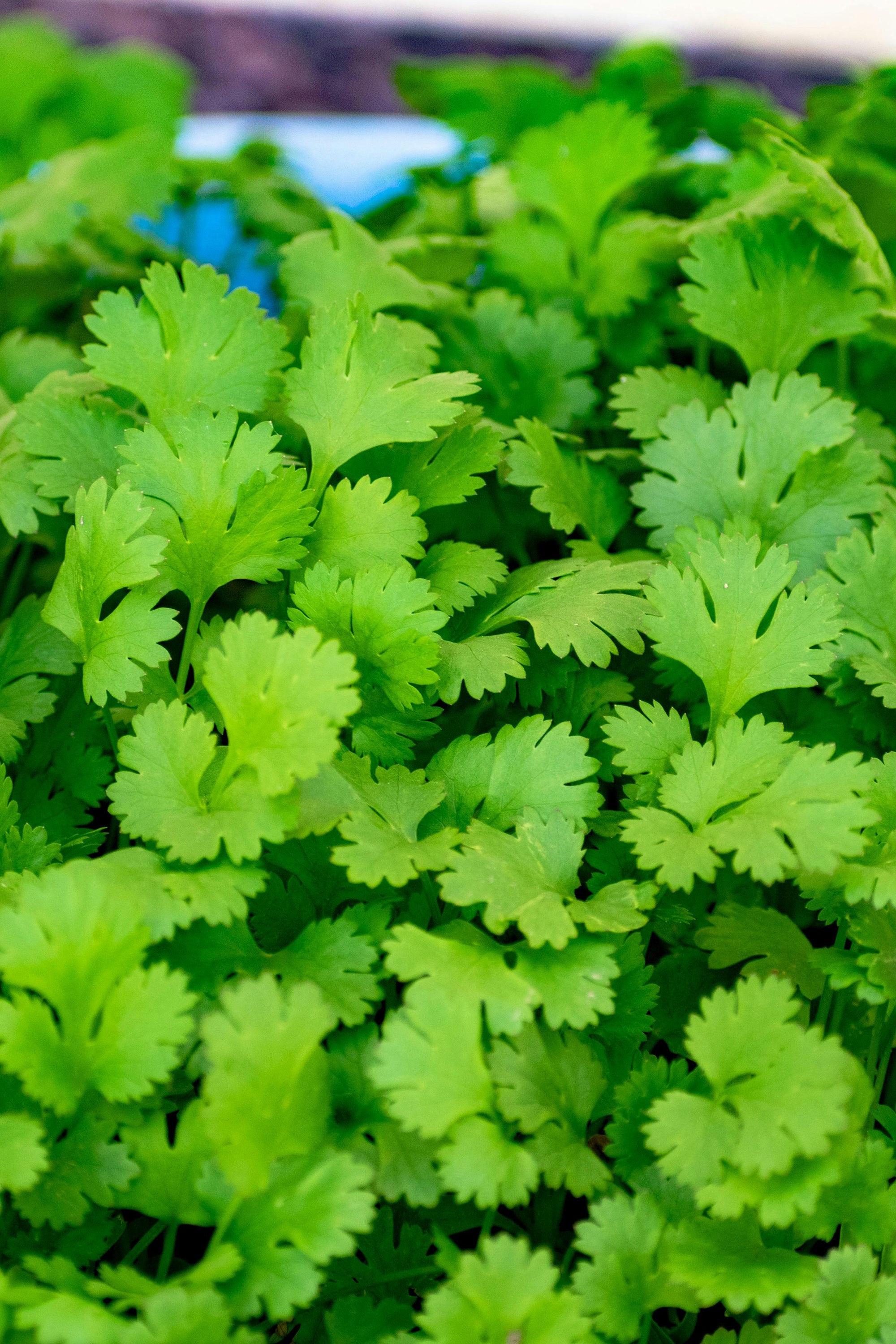 pinard floriculteur paysager aménagement paysager tomates légumes fruits
