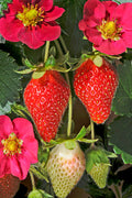 pinard floriculteur paysager aménagement paysager tomates légumes fruits