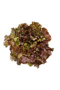 pinard floriculteur paysager aménagement paysager tomates légumes fruits