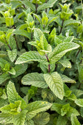pinard floriculteur paysager aménagement paysager tomates légumes fruits