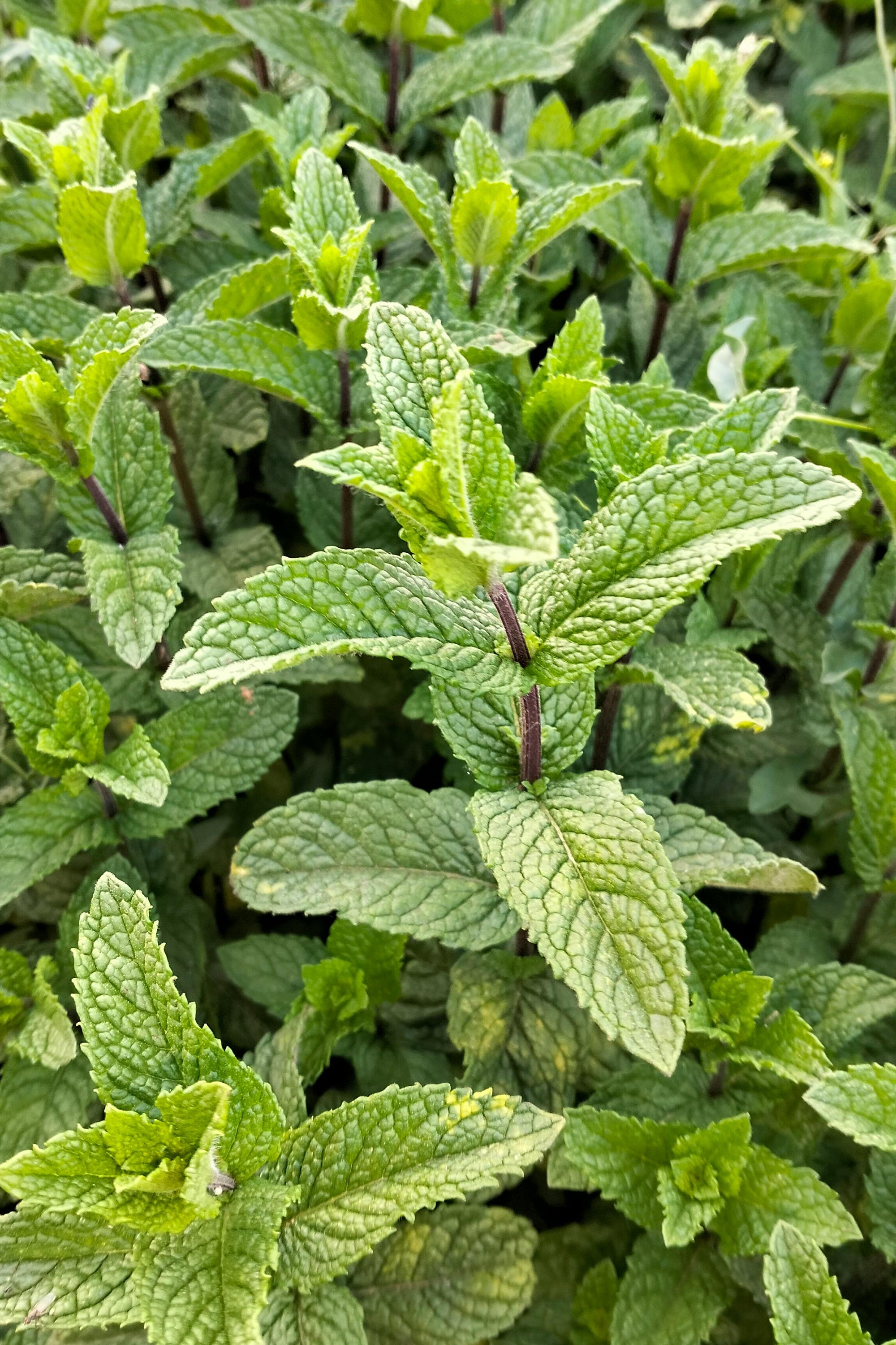 pinard floriculteur paysager aménagement paysager tomates légumes fruits