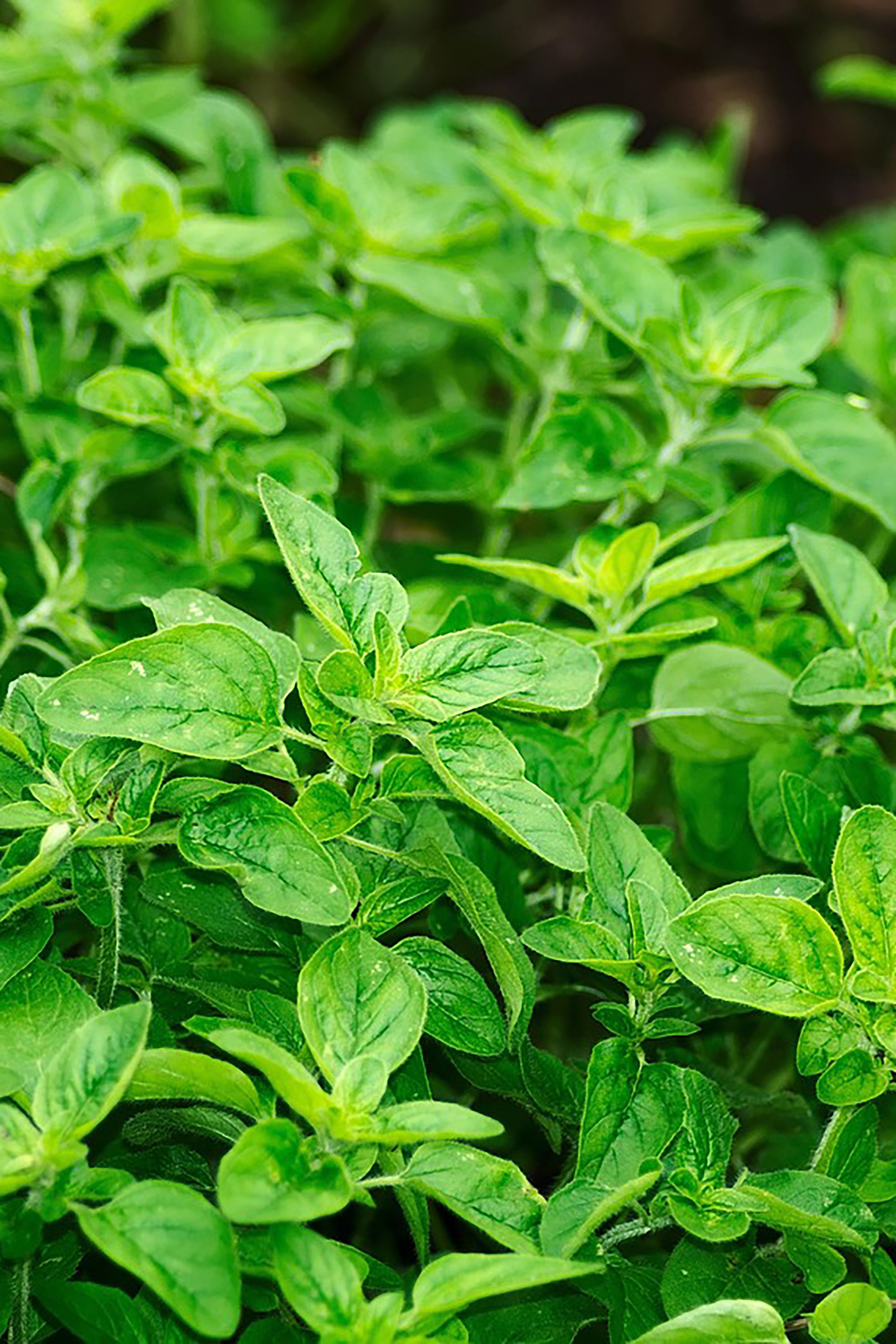 pinard floriculteur paysager aménagement paysager tomates légumes fruits