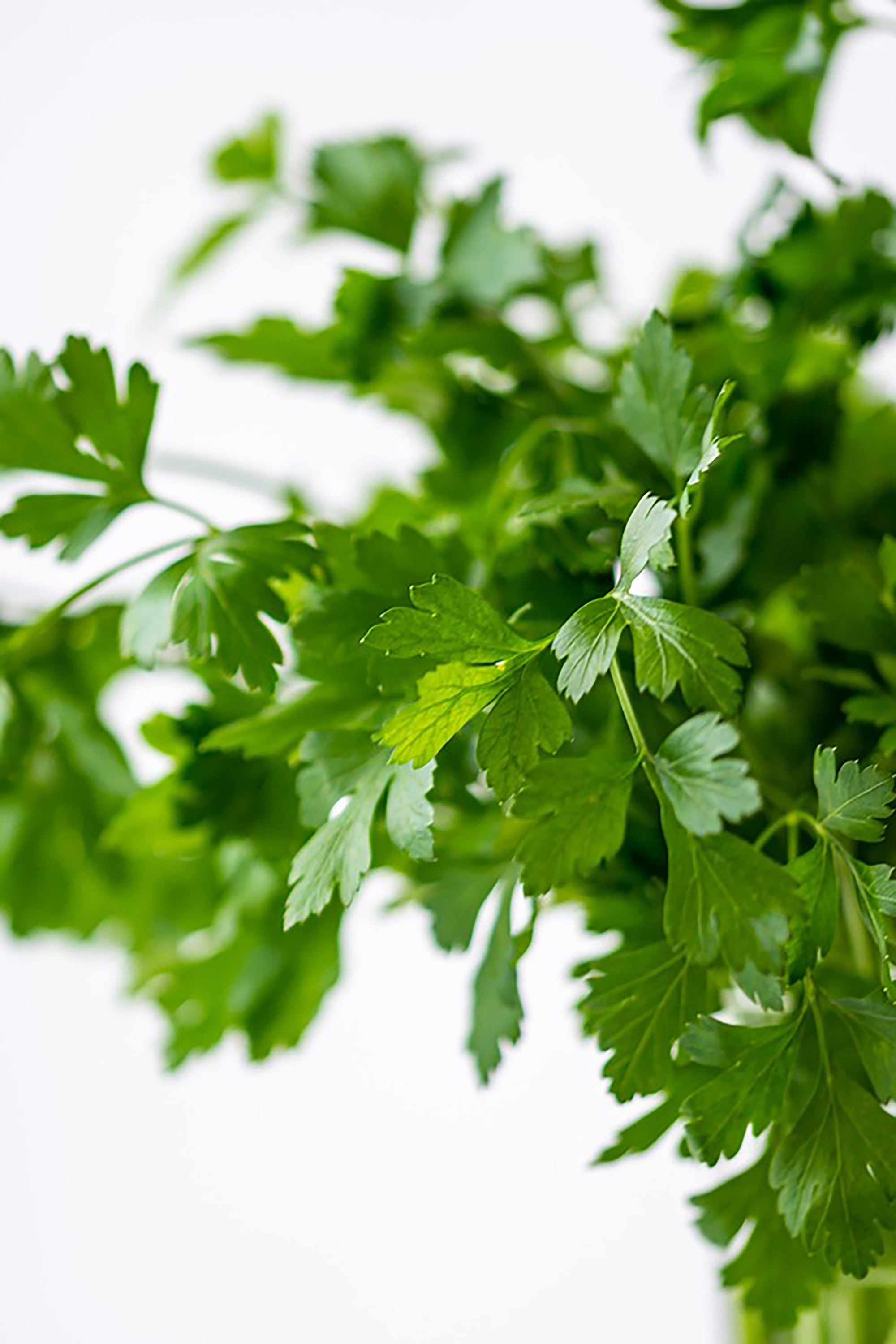 pinard floriculteur paysager aménagement paysager tomates légumes fruits