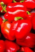 pinard floriculteur paysager aménagement paysager tomates légumes fruits