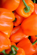 pinard floriculteur paysager aménagement paysager tomates légumes fruits