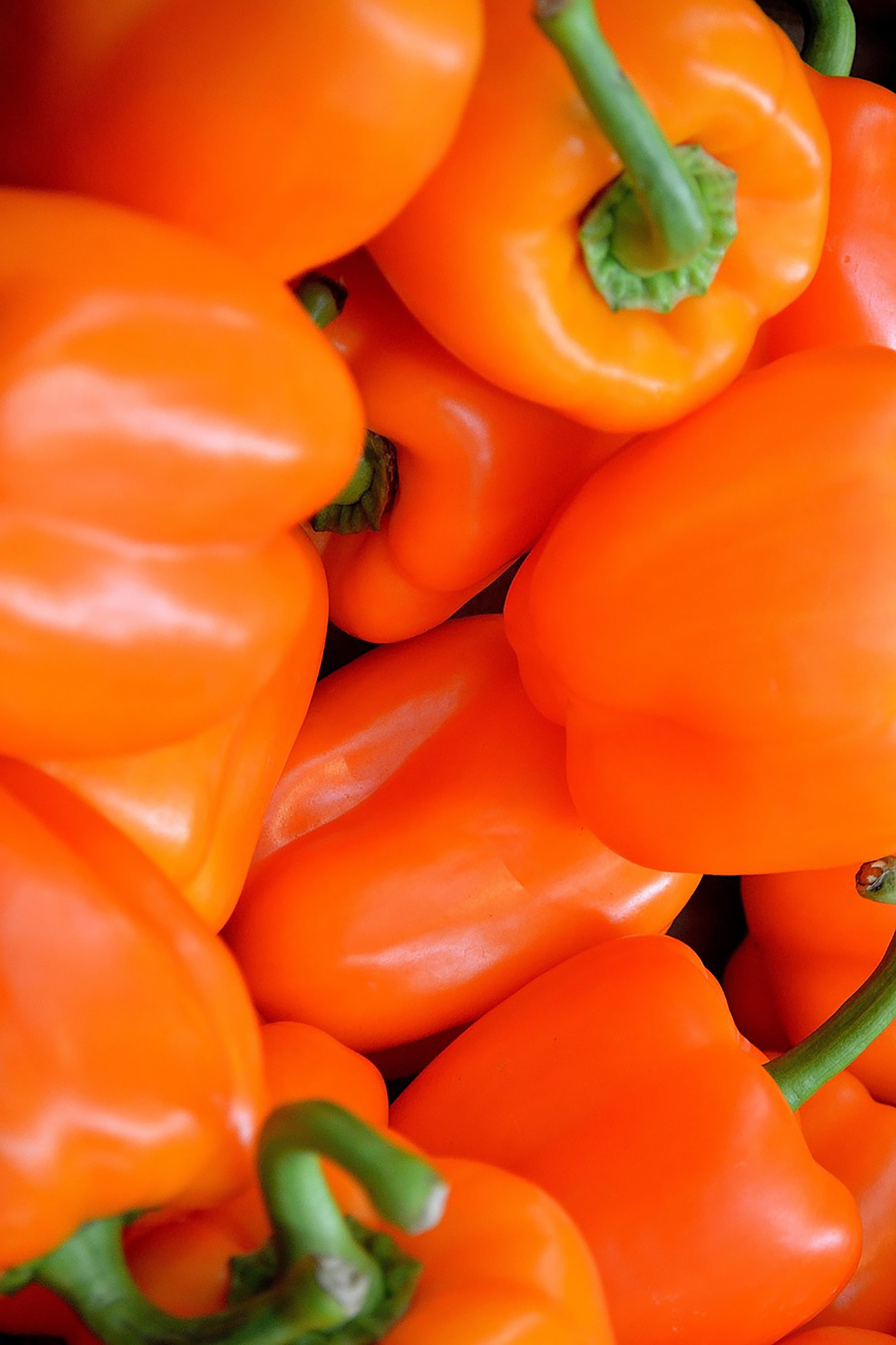 pinard floriculteur paysager aménagement paysager tomates légumes fruits