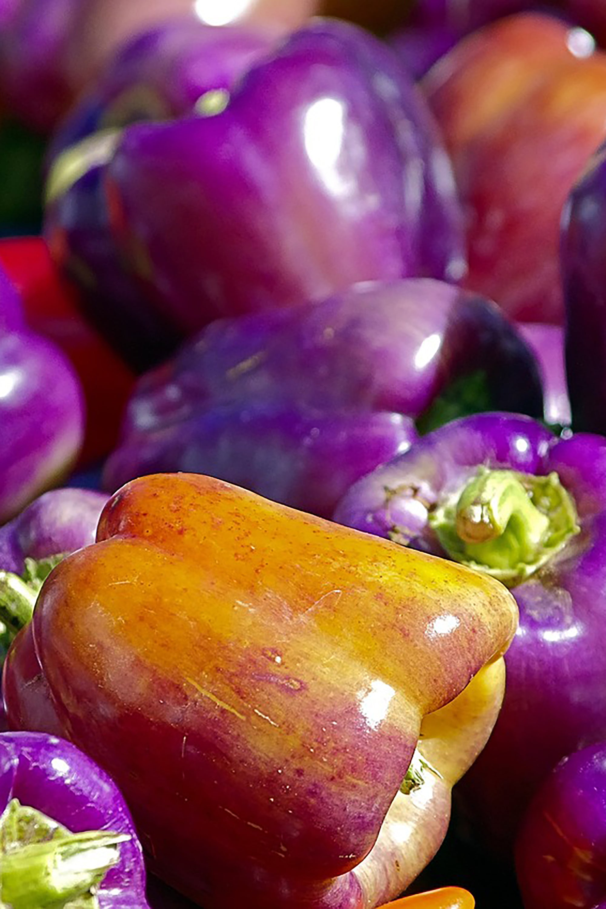 pinard floriculteur paysager aménagement paysager tomates légumes fruits