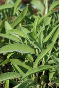 pinard floriculteur paysager aménagement paysager tomates légumes fruits
