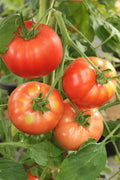 pinard floriculteur paysager aménagement paysager tomates légumes fruits