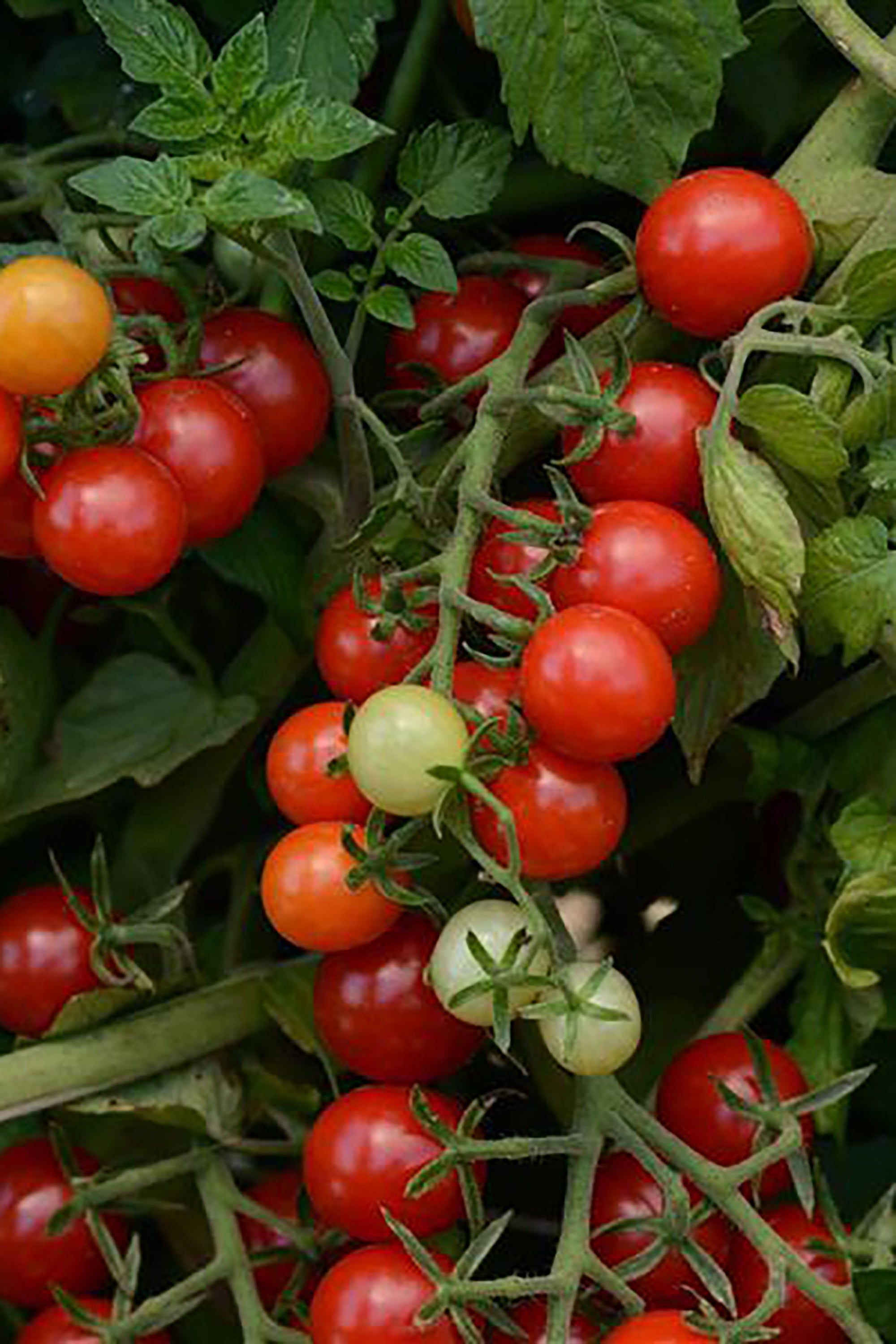 pinard floriculteur paysager aménagement paysager tomates légumes fruits