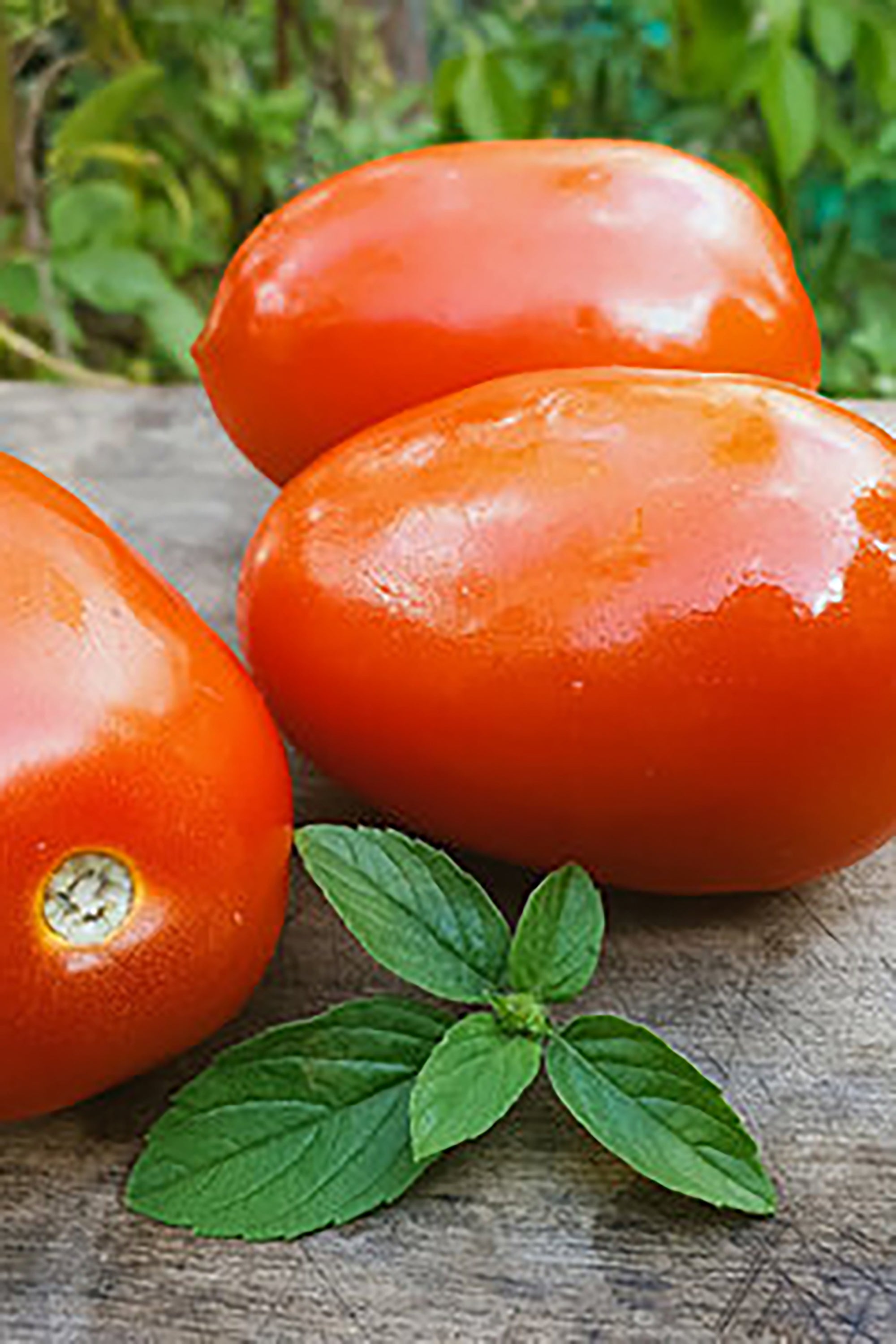 pinard floriculteur paysager aménagement paysager tomates légumes fruits