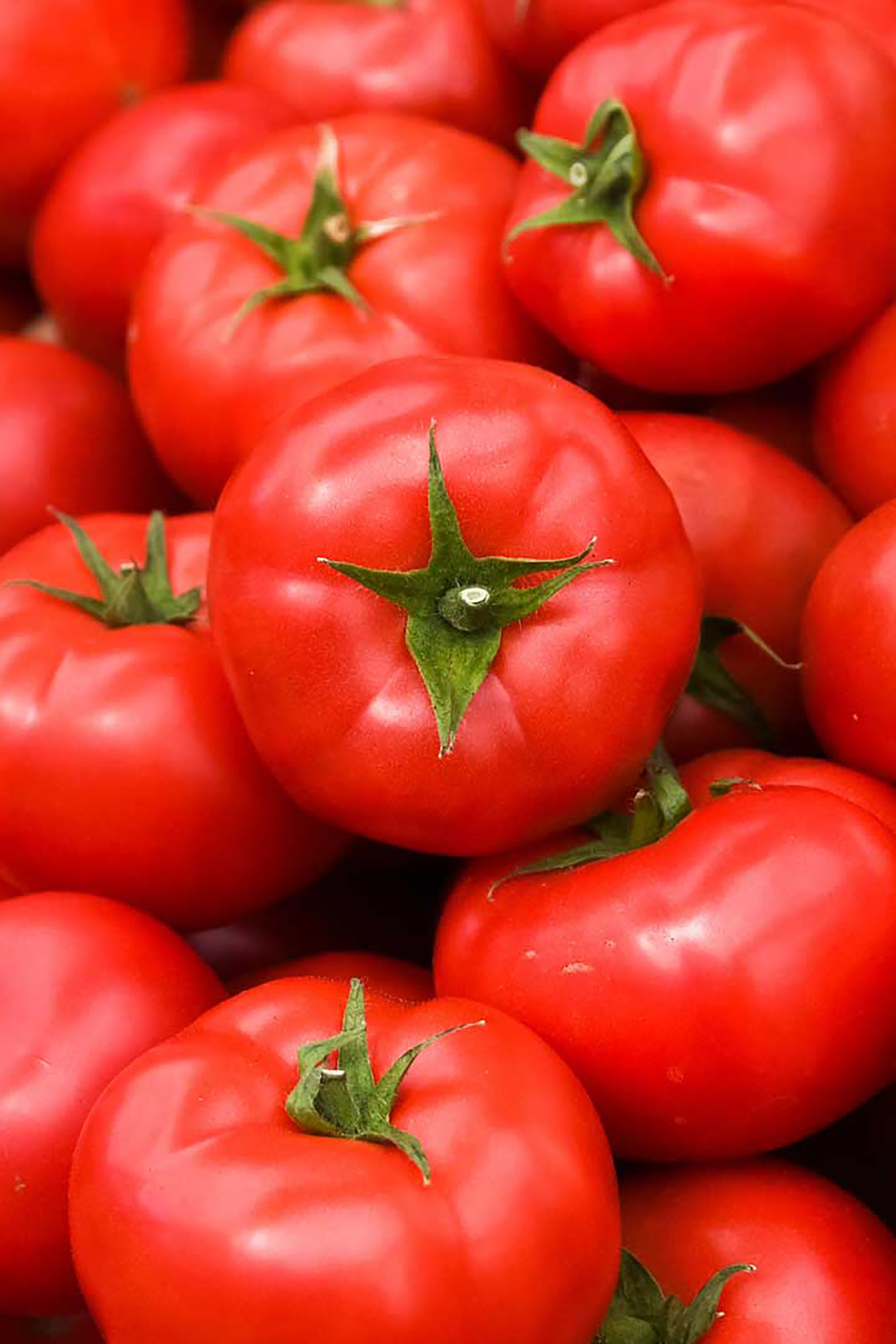 pinard floriculteur paysager aménagement paysager tomates légumes fruits