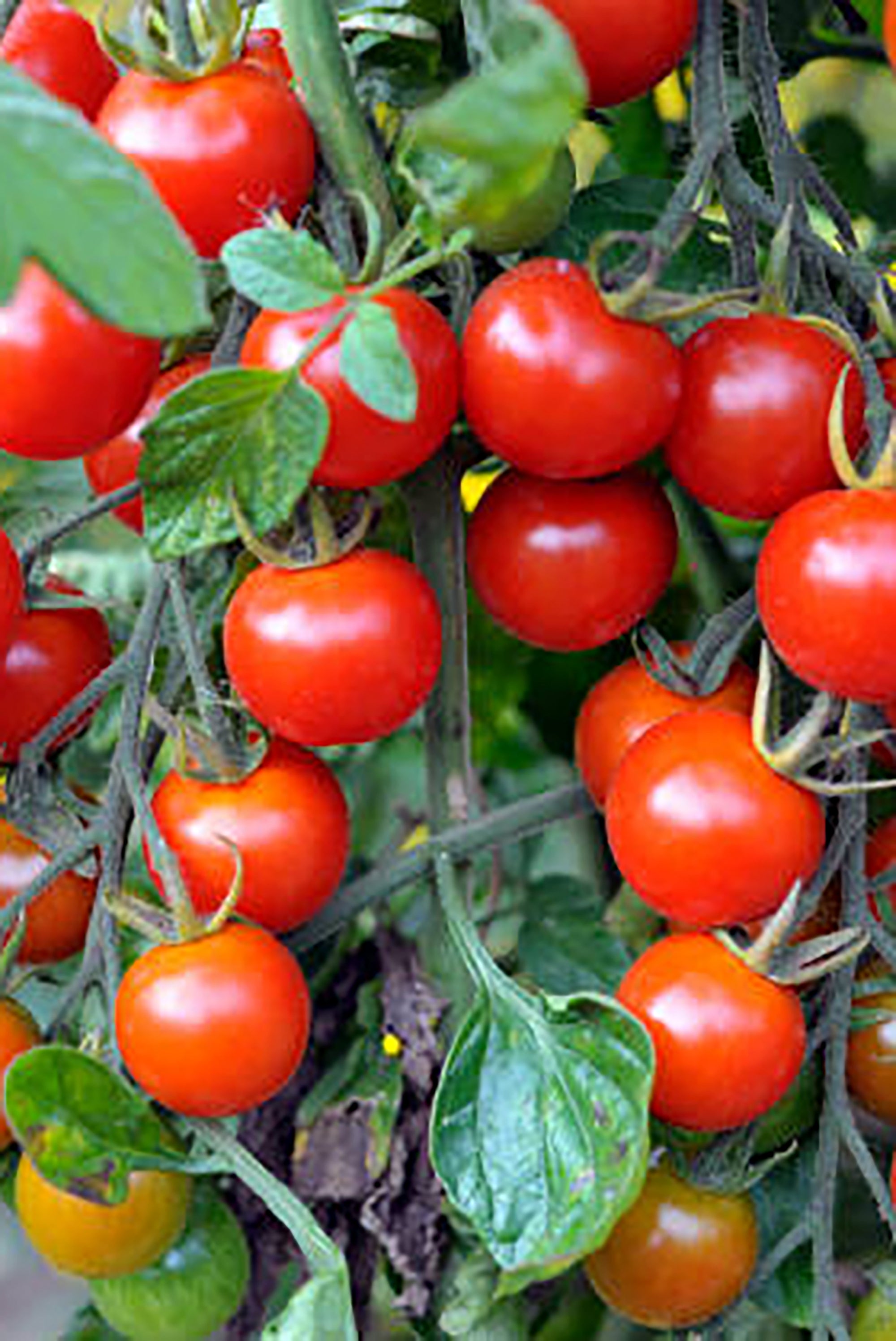 pinard floriculteur paysager aménagement paysager tomates légumes fruits