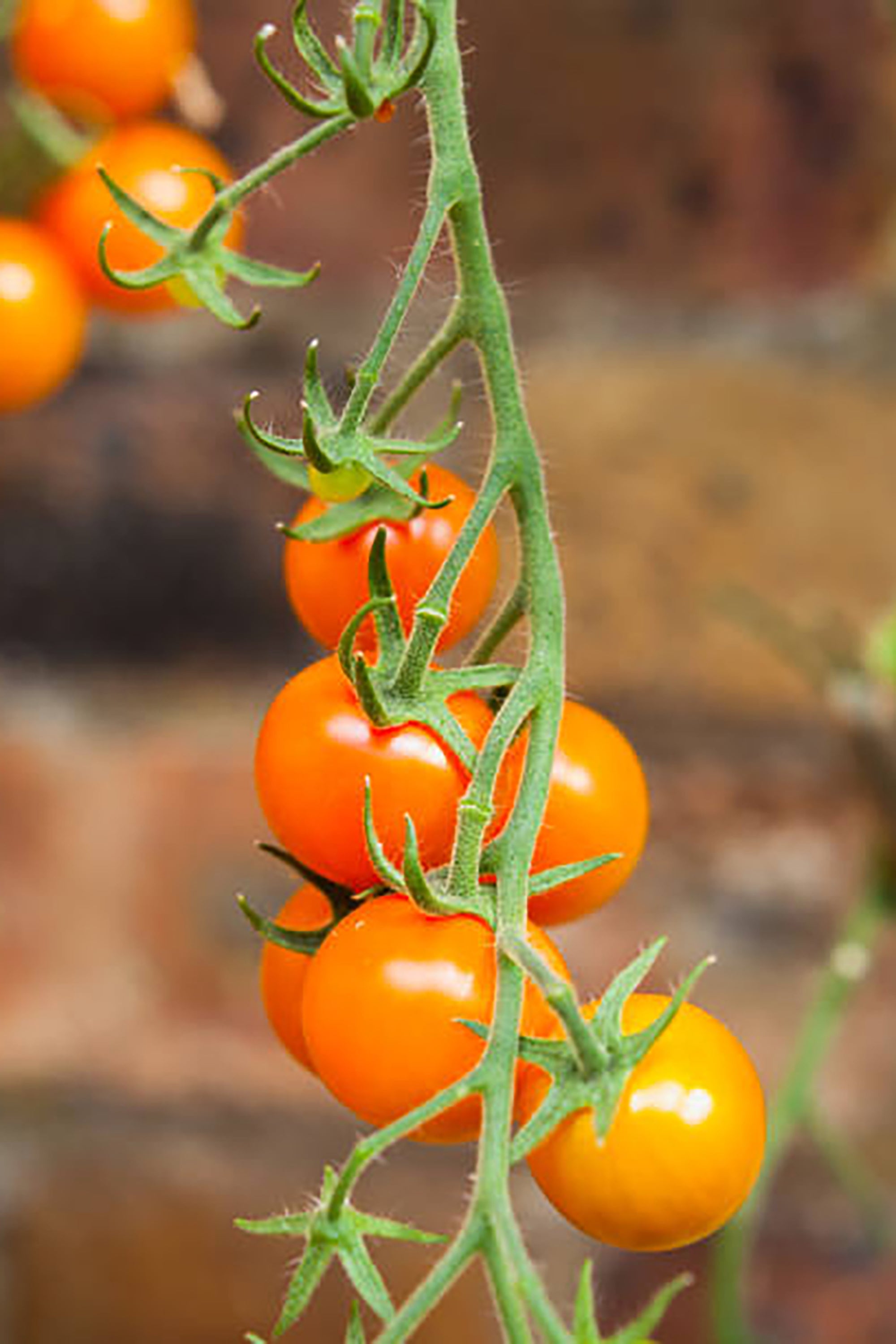 pinard floriculteur paysager aménagement paysager tomates légumes fruits