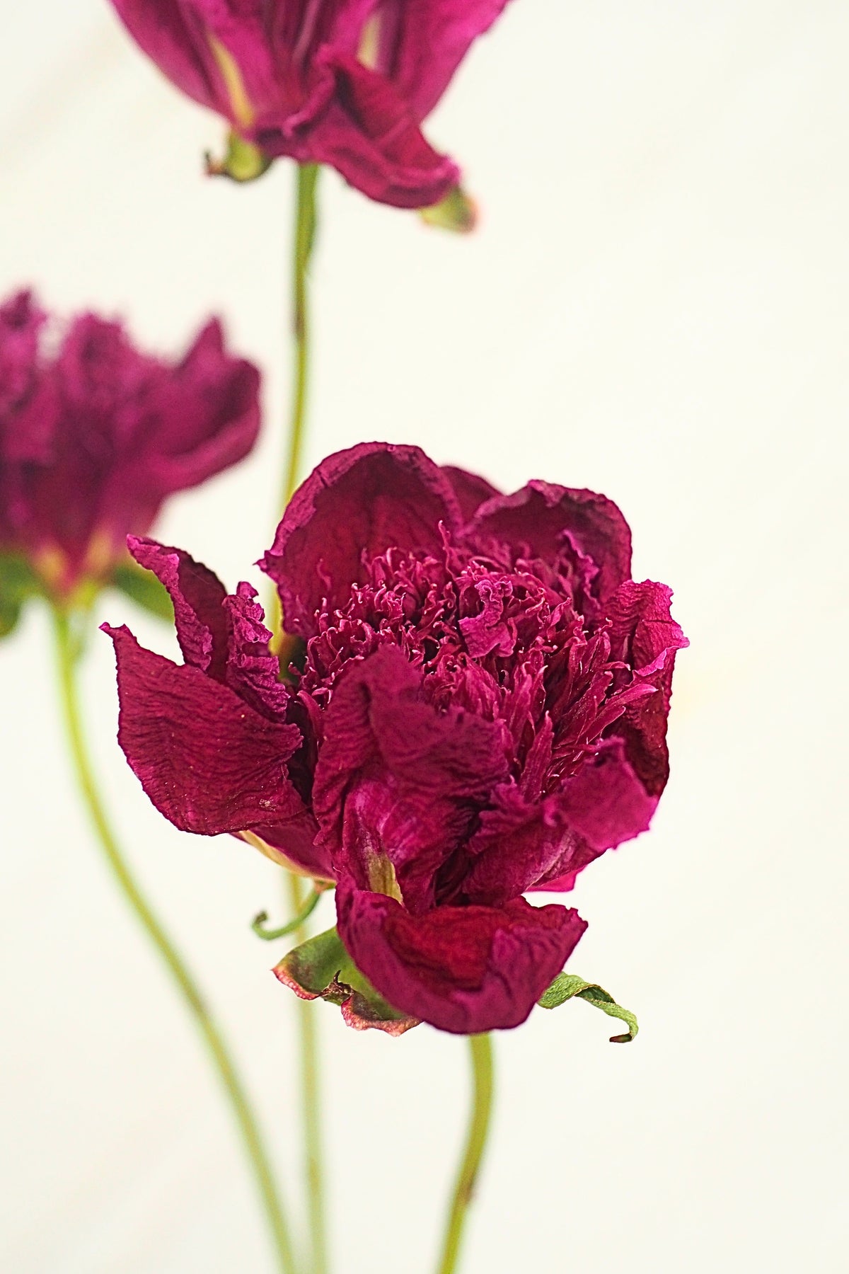 Pivoine Barbotine à la Camerise