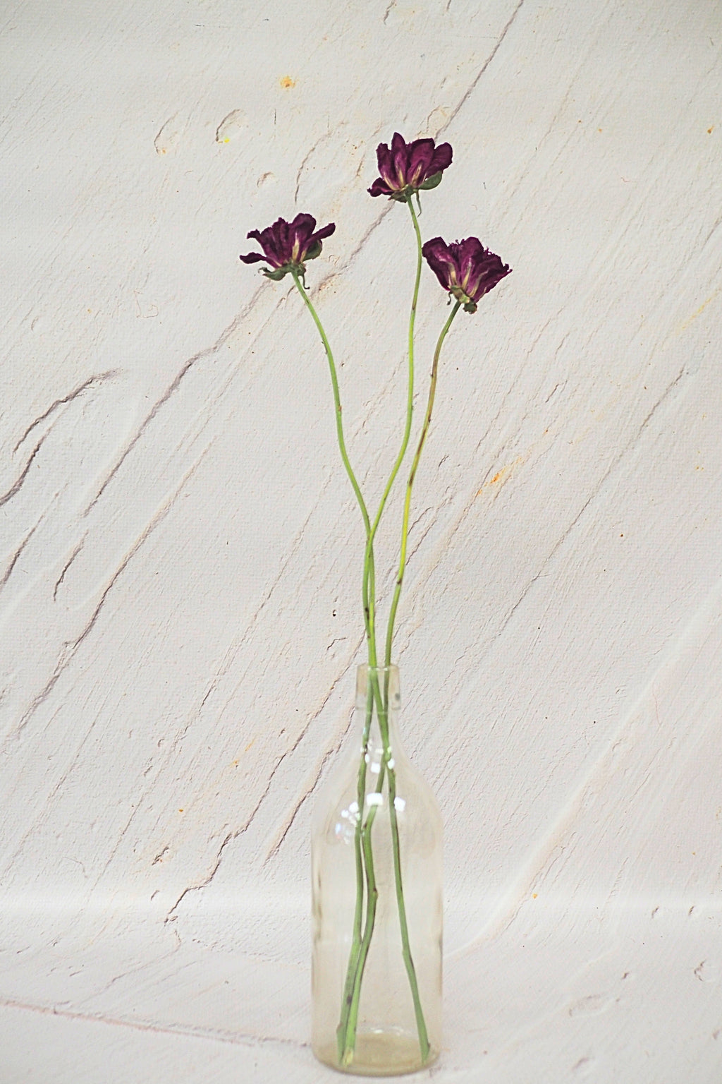 Pivoine Barbotine à la Camerise