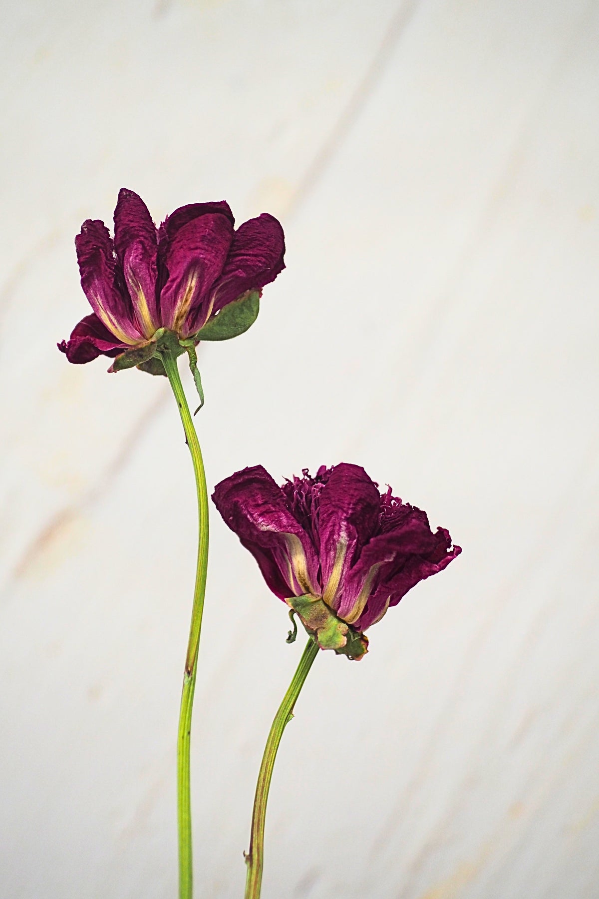 Pivoine Barbotine à la Camerise