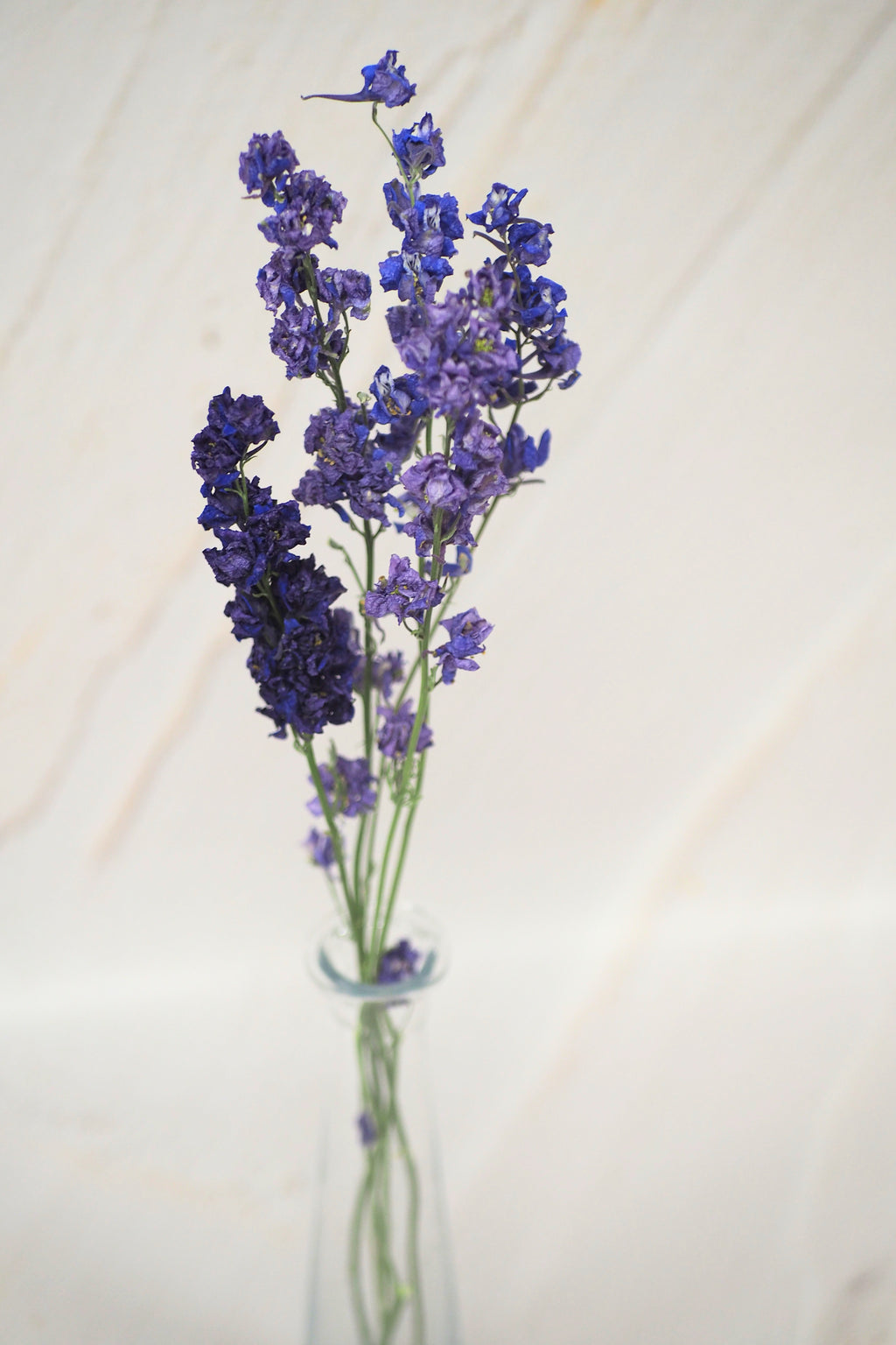 Larkspur Bleu