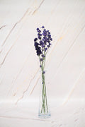 Larkspur Bleu