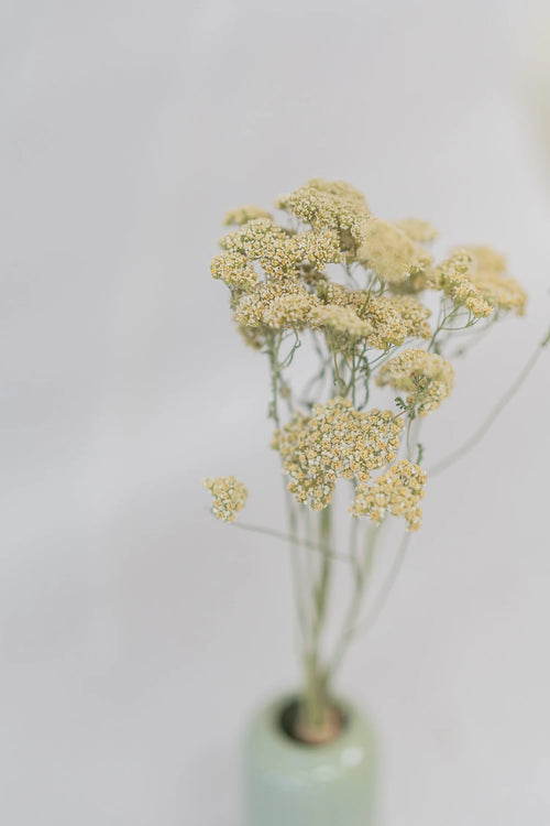 pinard floriculteur paysager grossiste en fleurs séchées mauricie centre du québec