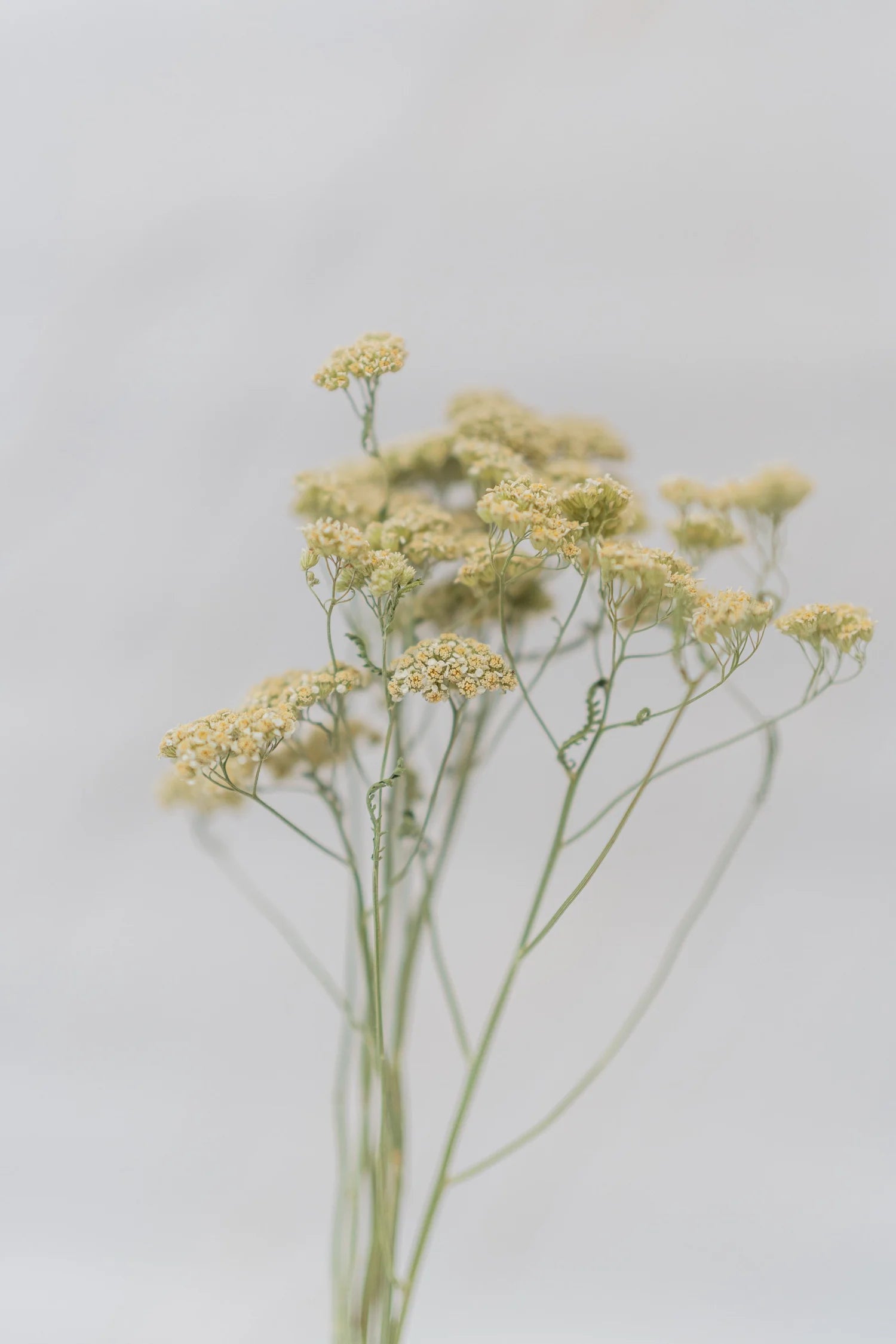 pinard floriculteur paysager grossiste en fleurs séchées mauricie centre du québec