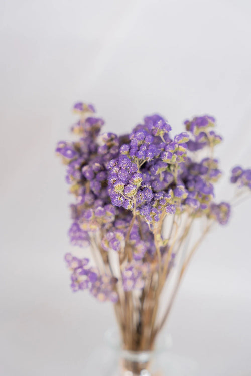pinard floriculteur paysager grossiste en fleurs séchées mauricie centre du québec