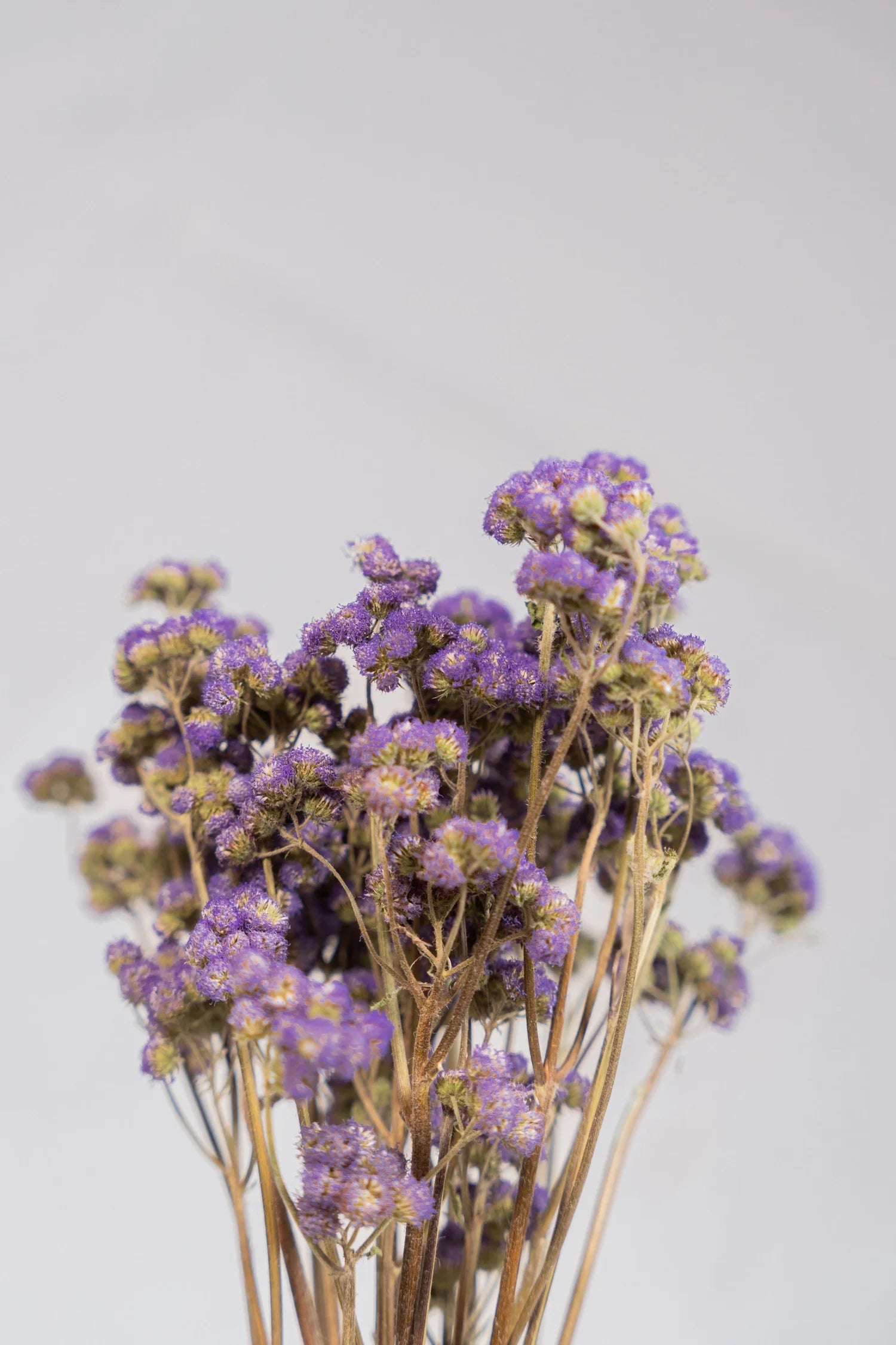 pinard floriculteur paysager grossiste en fleurs séchées mauricie centre du québec