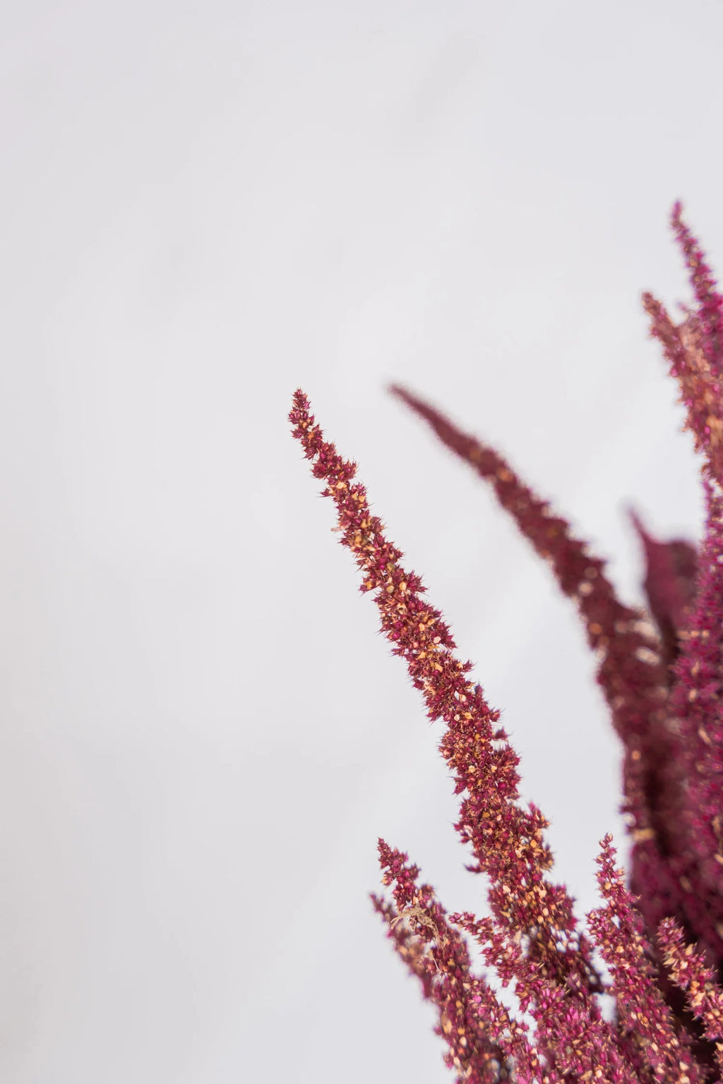 pinard floriculteur paysager grossiste en fleurs séchées mauricie centre du québec