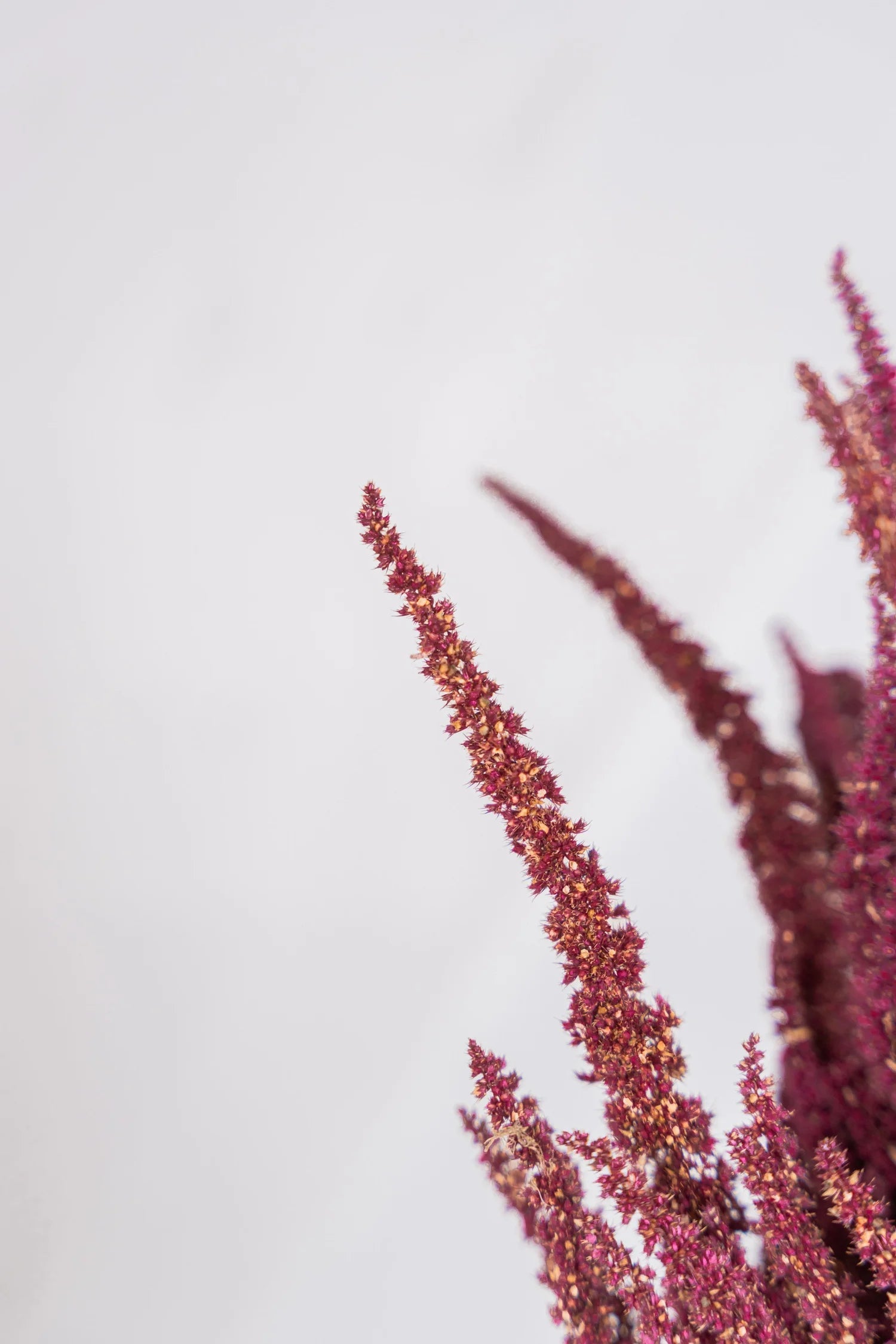 pinard floriculteur paysager grossiste en fleurs séchées mauricie centre du québec