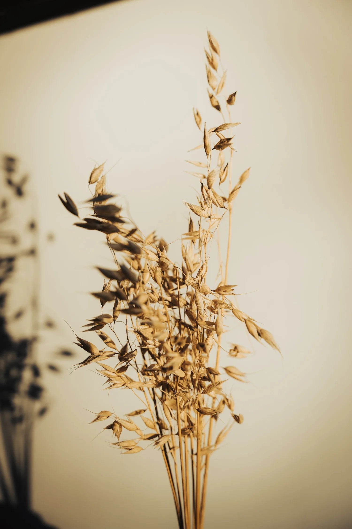 pinard floriculteur paysager grossiste en fleurs séchées mauricie centre du québec