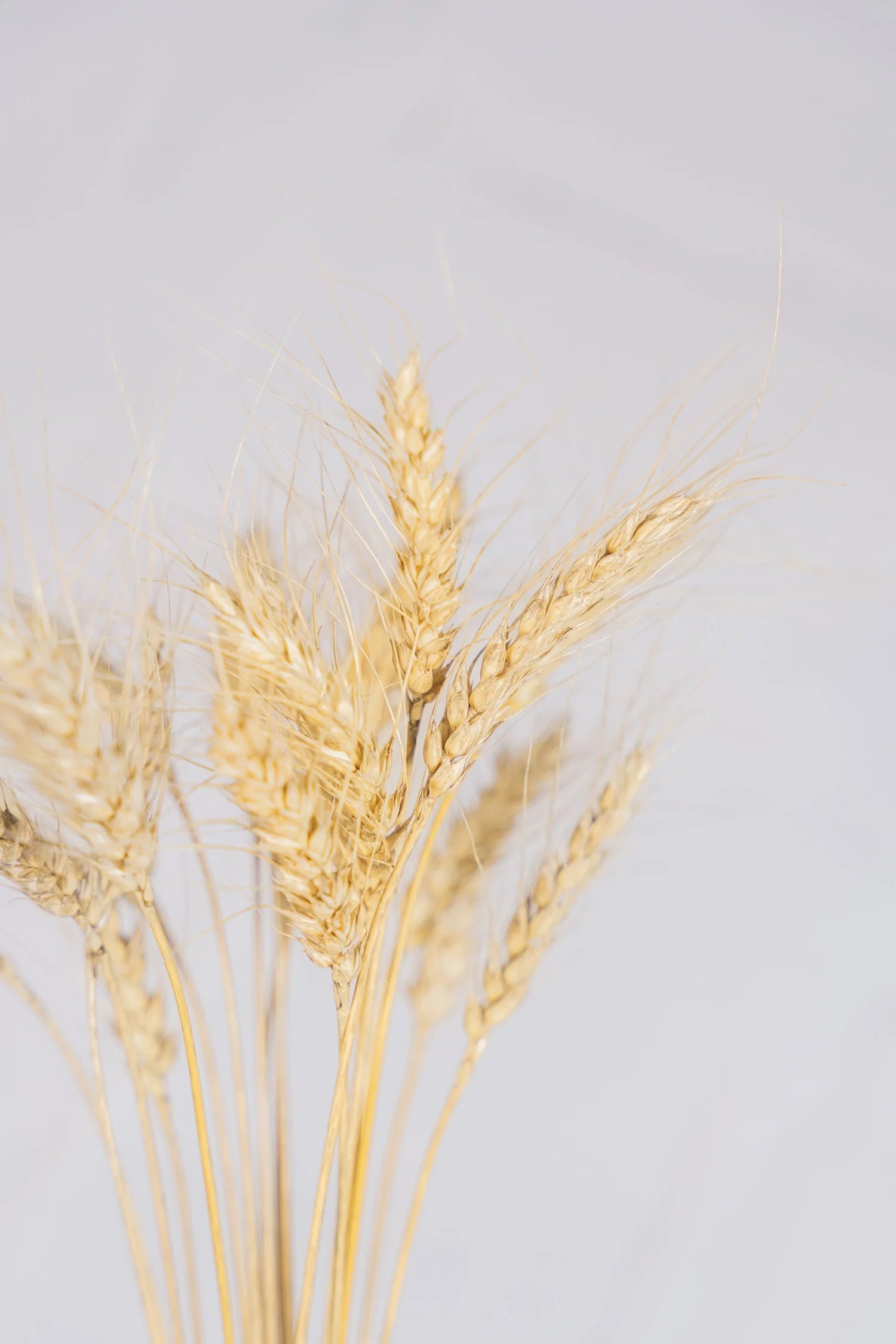 pinard floriculteur paysager grossiste en fleurs séchées mauricie centre du québec