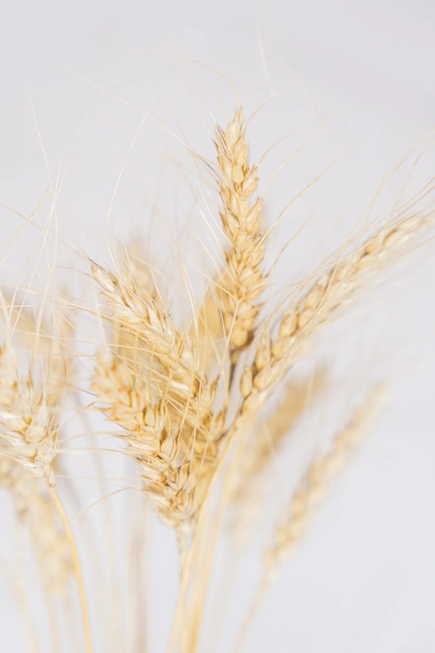 pinard floriculteur paysager grossiste en fleurs séchées mauricie centre du québec