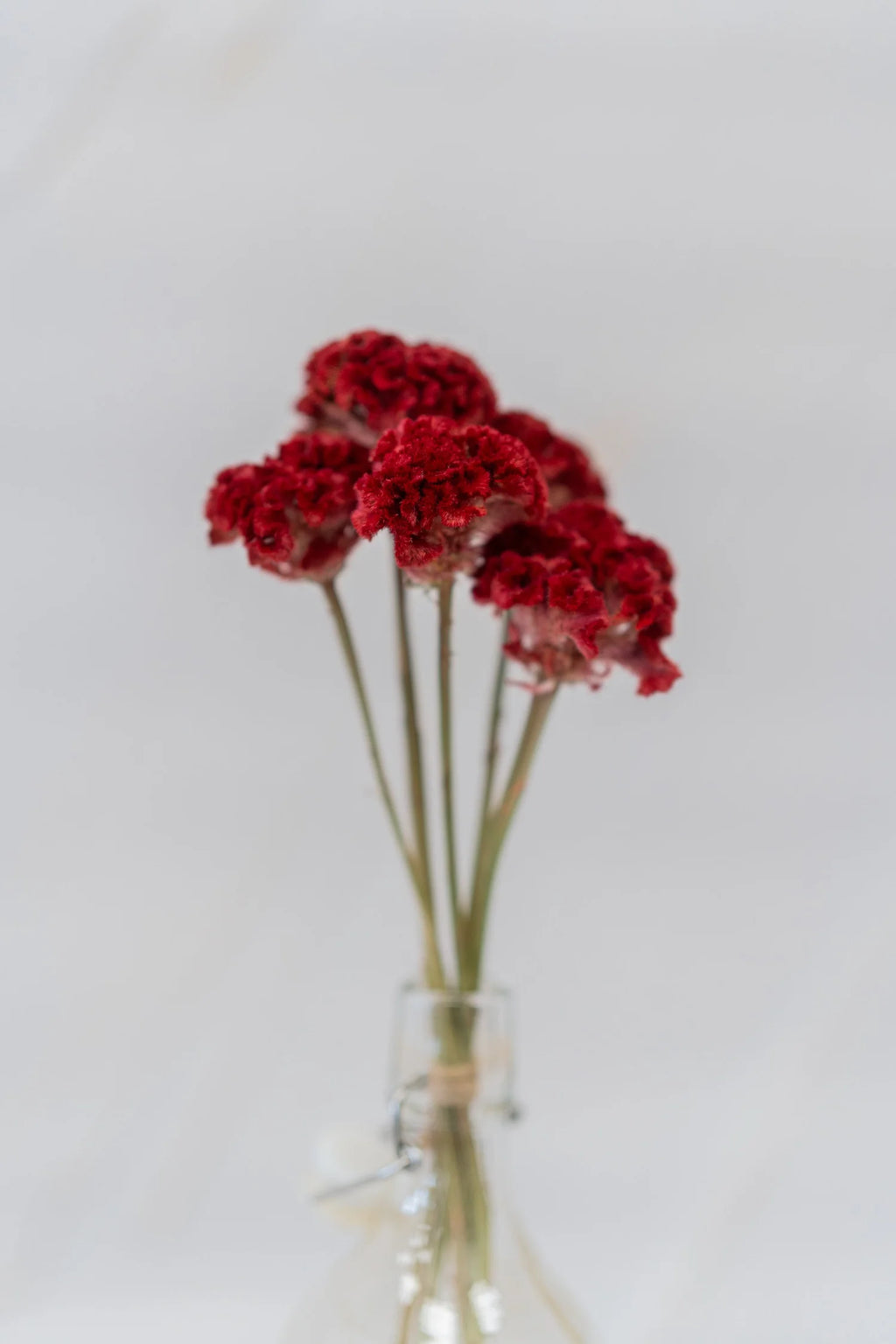 pinard floriculteur paysager grossiste en fleurs séchées mauricie centre du québec