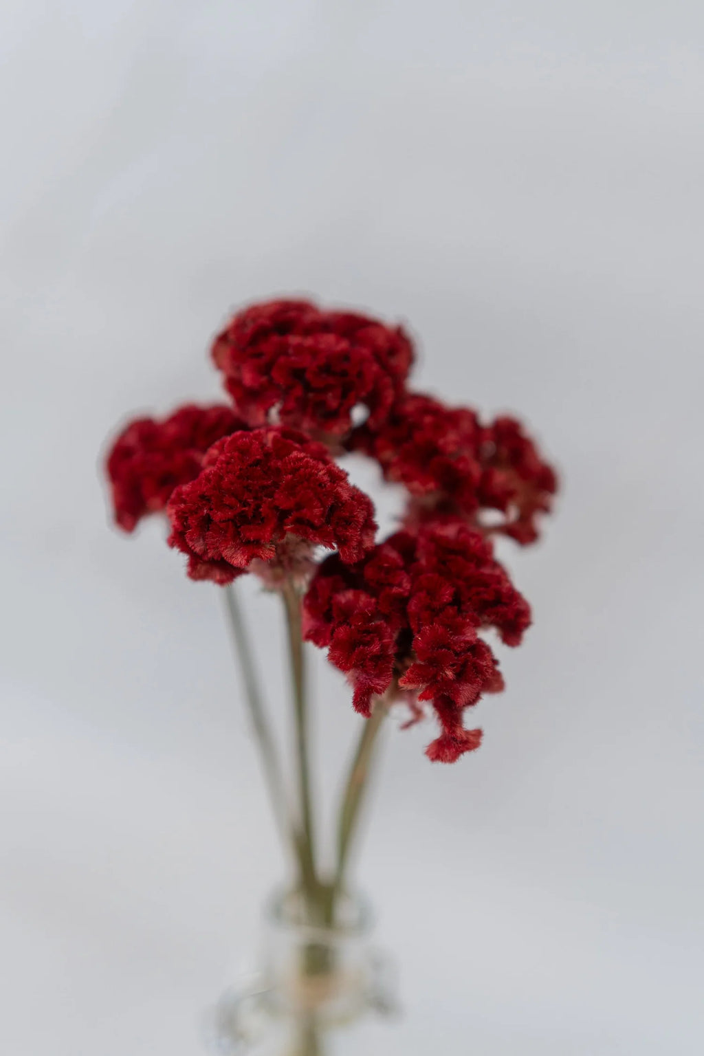 pinard floriculteur paysager grossiste en fleurs séchées mauricie centre du québec