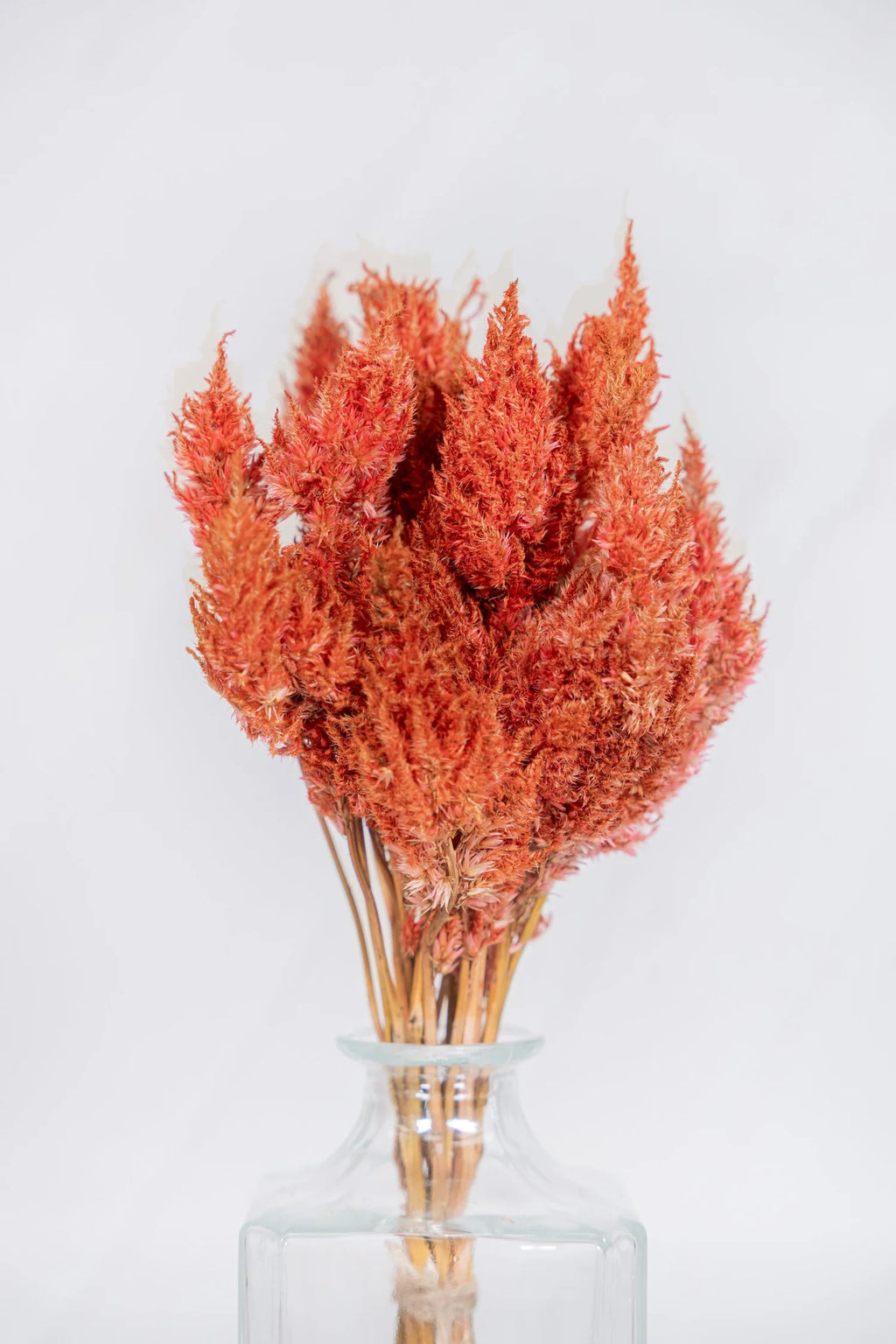 pinard floriculteur paysager grossiste en fleurs séchées mauricie centre du québec