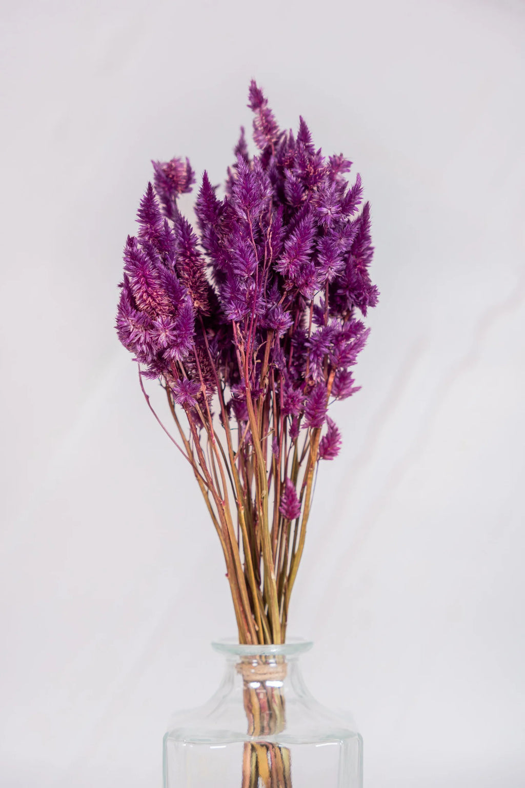 pinard floriculteur paysager grossiste en fleurs séchées mauricie centre du québec