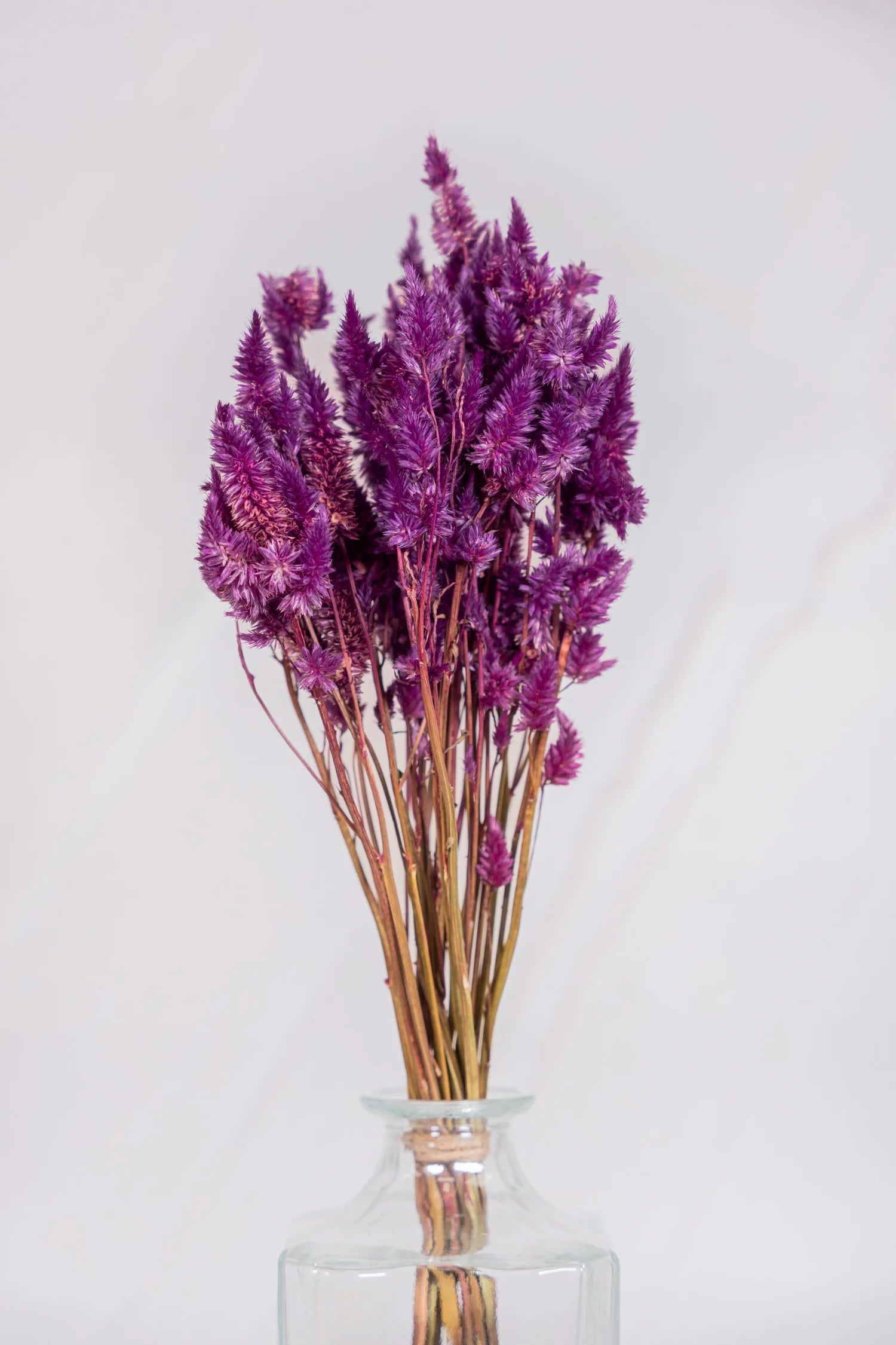 pinard floriculteur paysager grossiste en fleurs séchées mauricie centre du québec