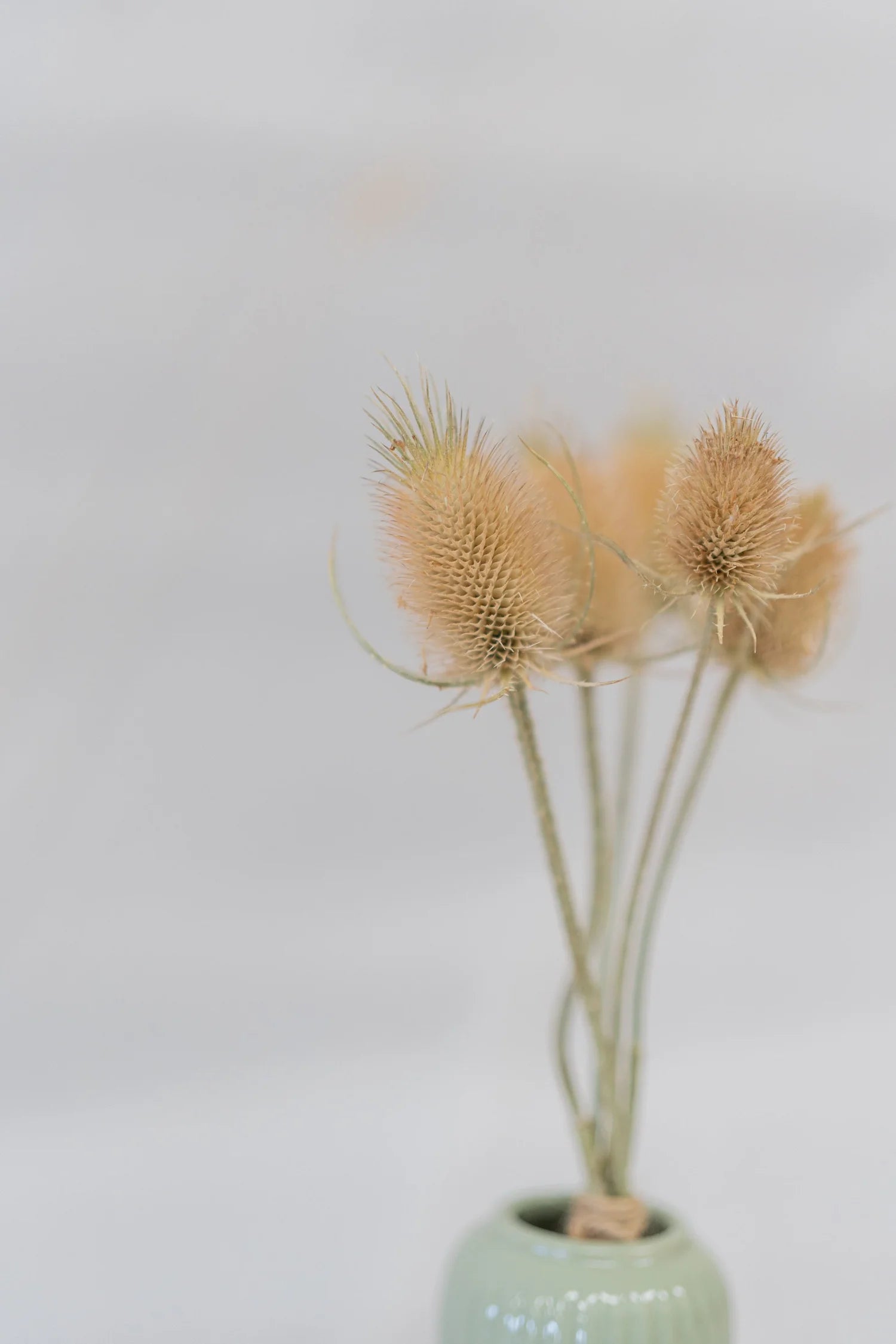 pinard floriculteur paysager grossiste en fleurs séchées mauricie centre du québec
