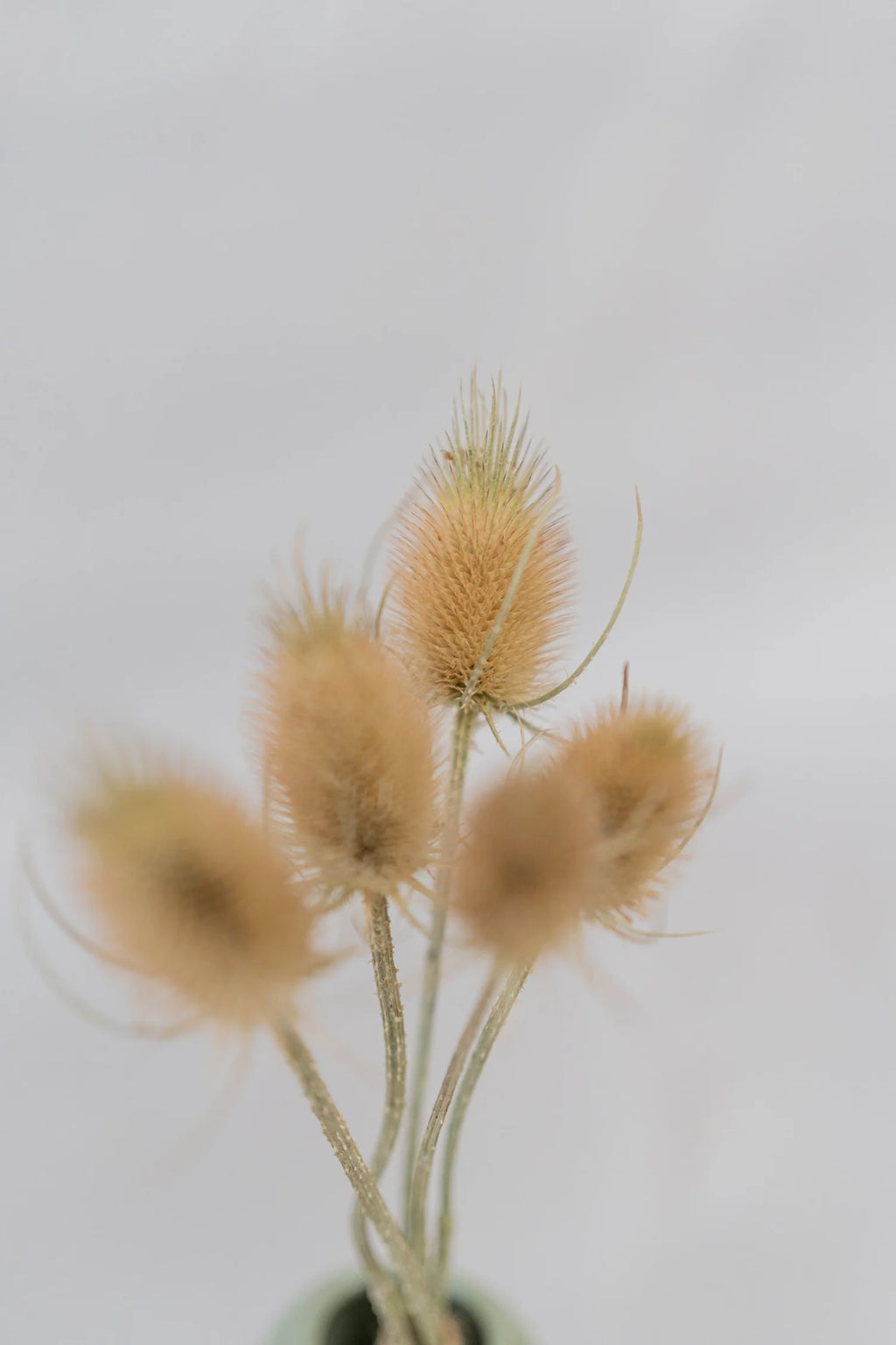 pinard floriculteur paysager grossiste en fleurs séchées mauricie centre du québec